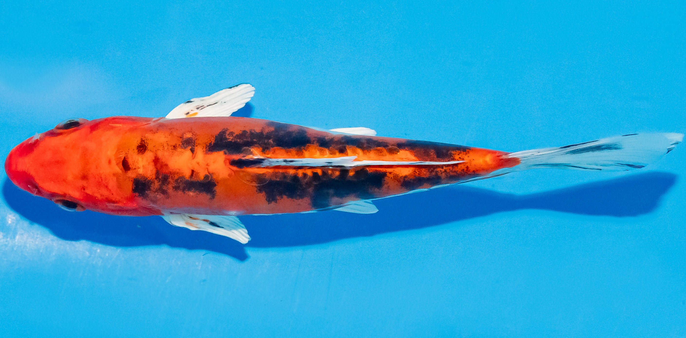 Koi 14-17cm Nr. 2778