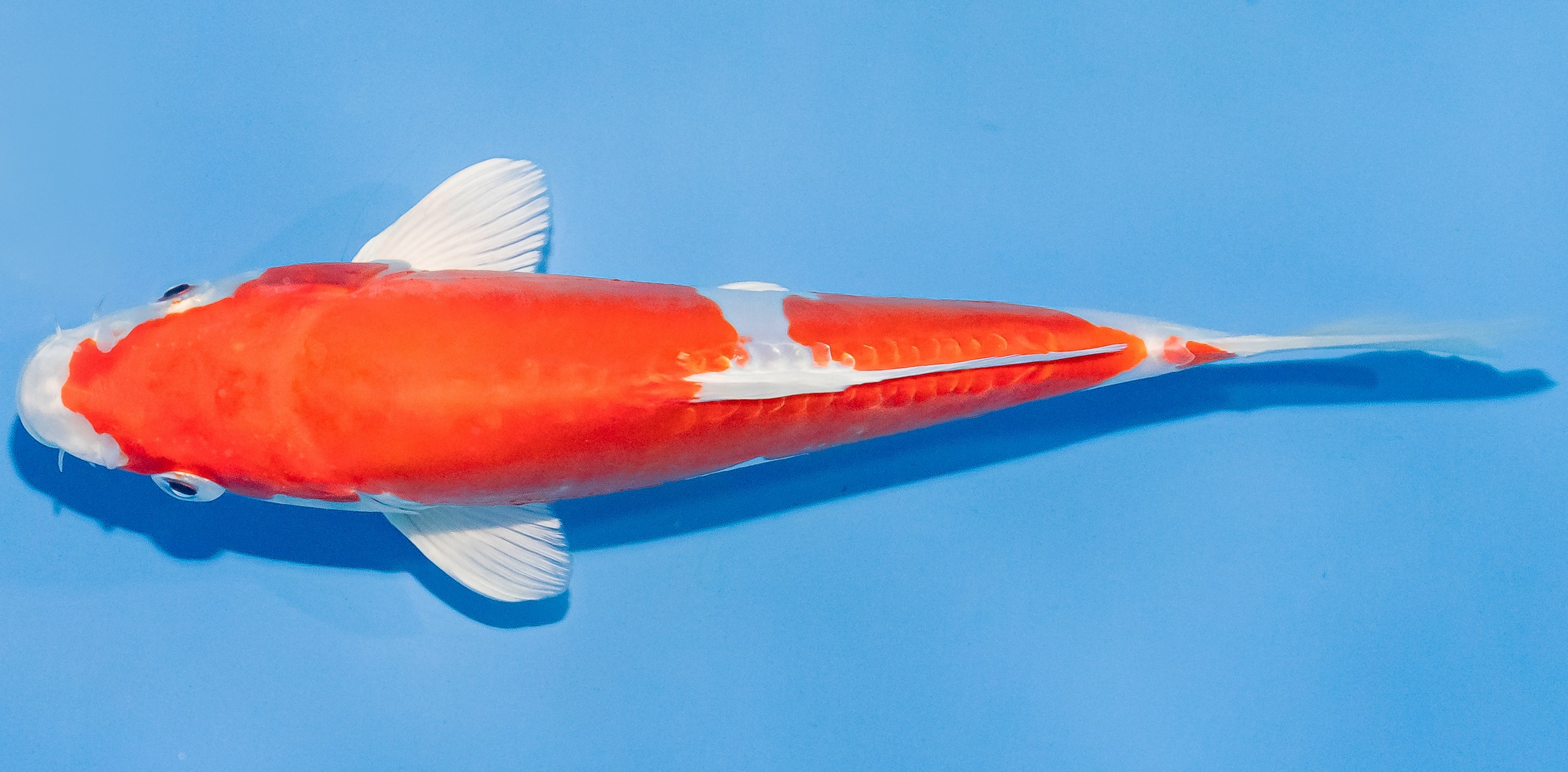 Koi 20-25cm Nr. 1860