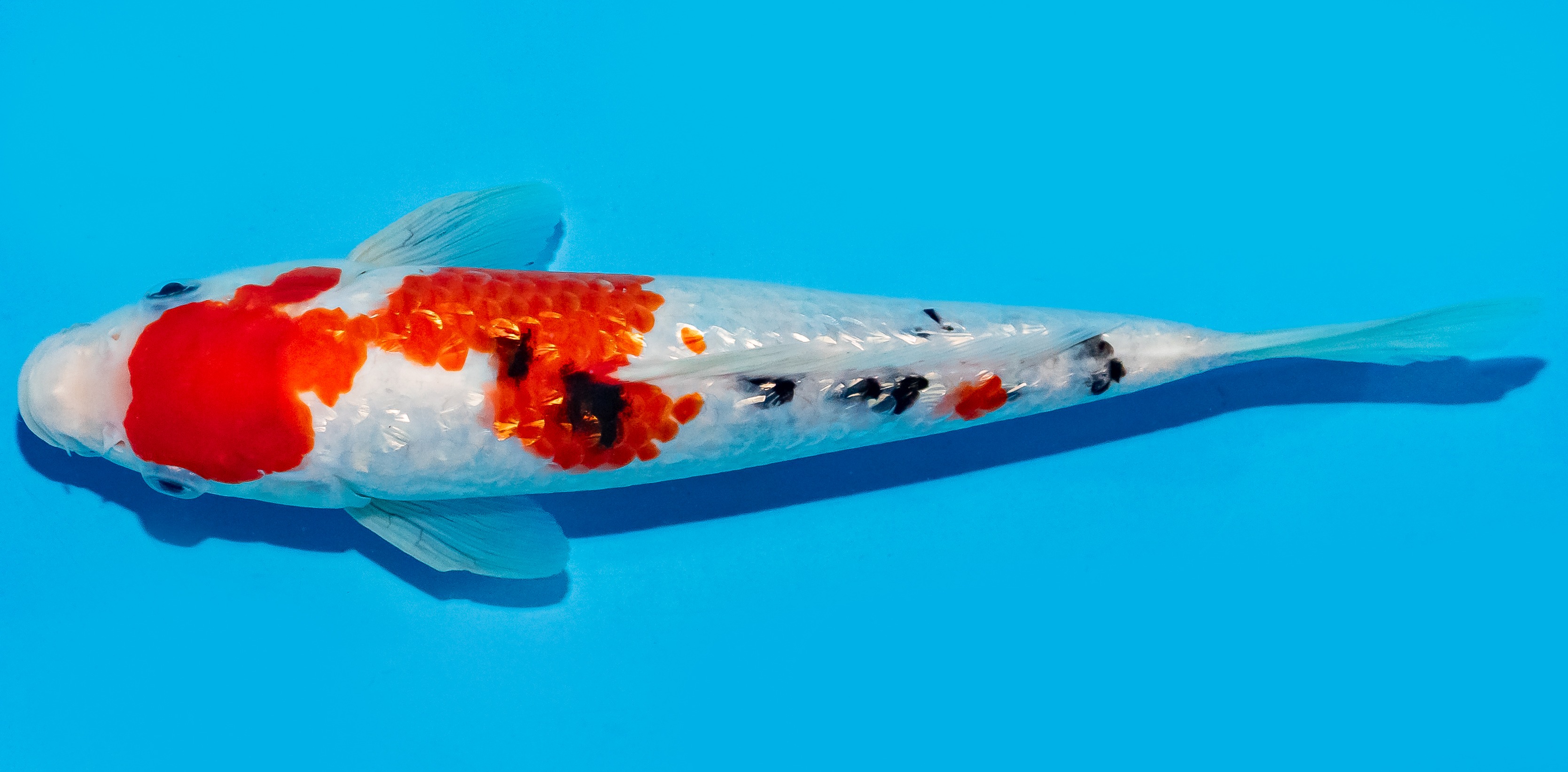 Koi 20-25cm Nr. 8607