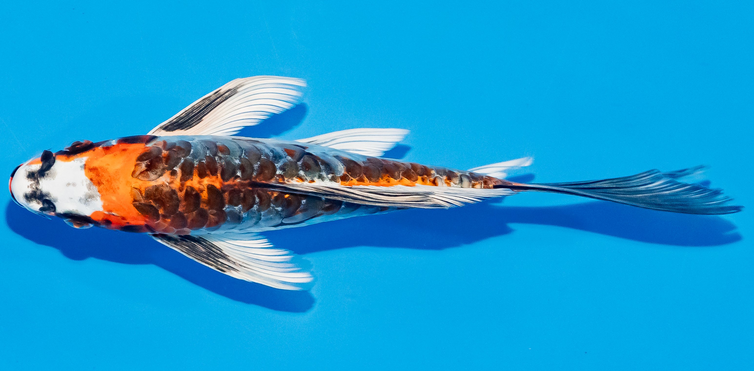 Butterfly Koi 20-25cm Nr. 3309