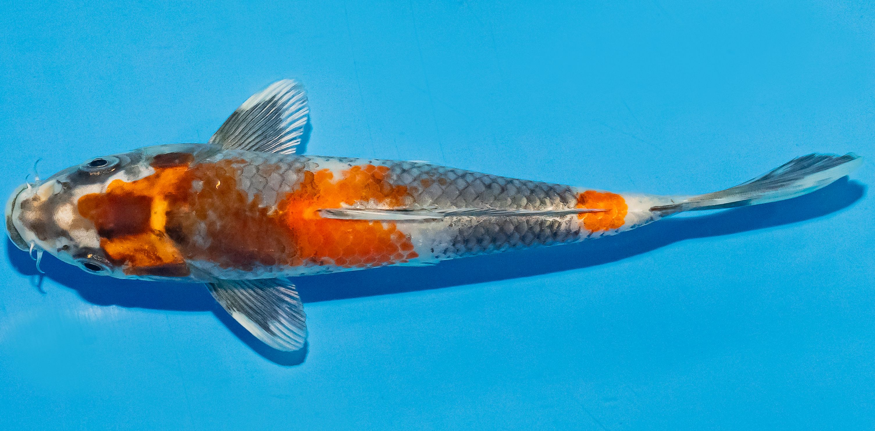 Koi 17-20cm Nr. 4503