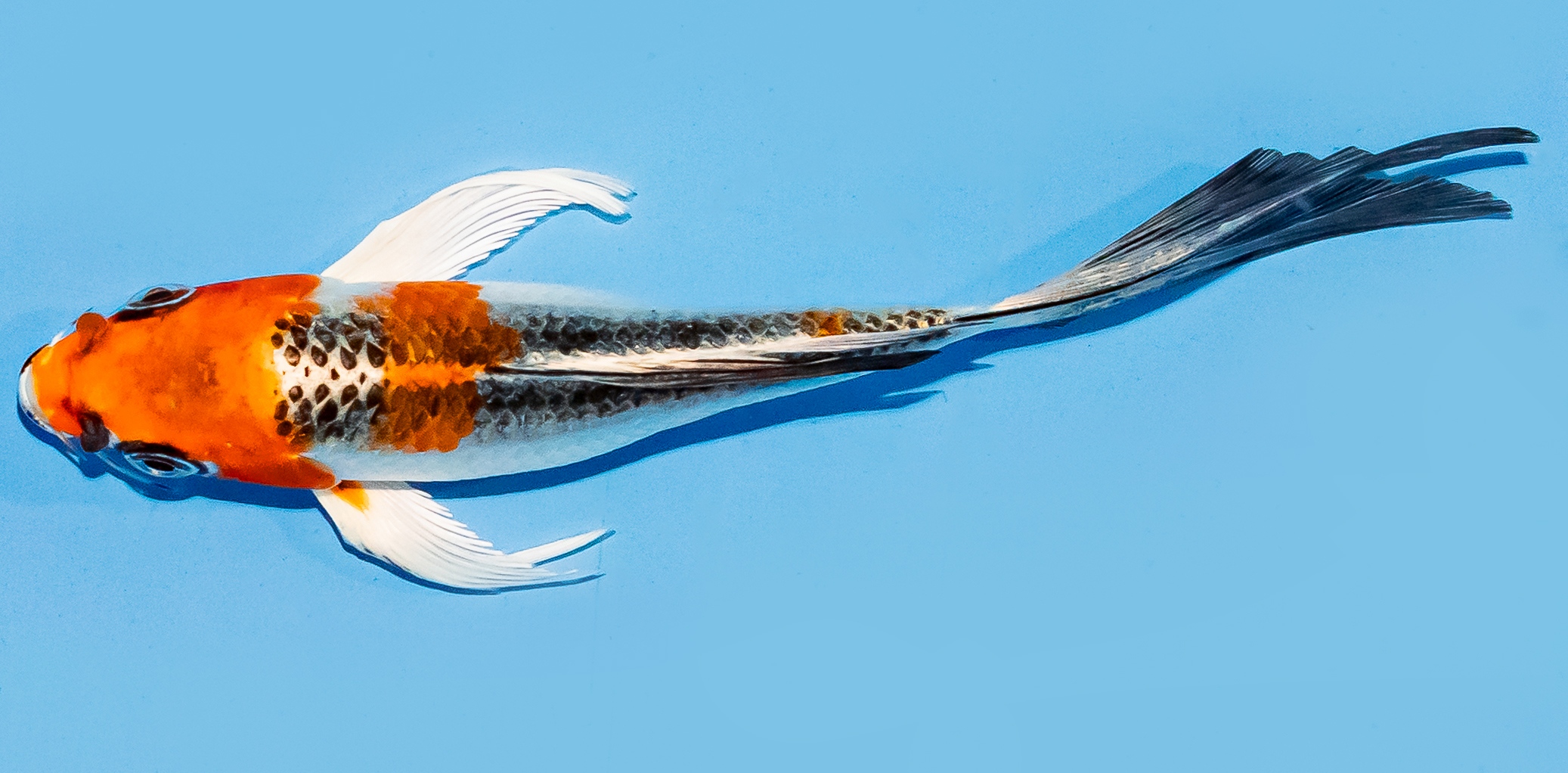 Butterfly Koi 14-17cm Nr. 7438