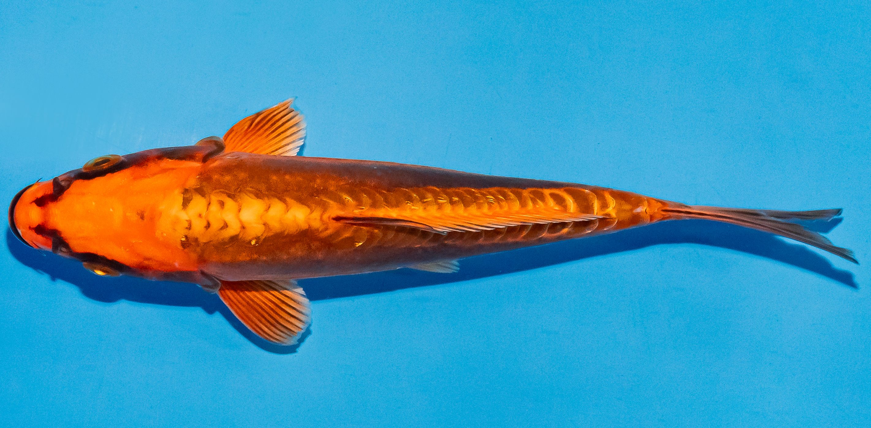 Koi 17-20cm Nr. 4504