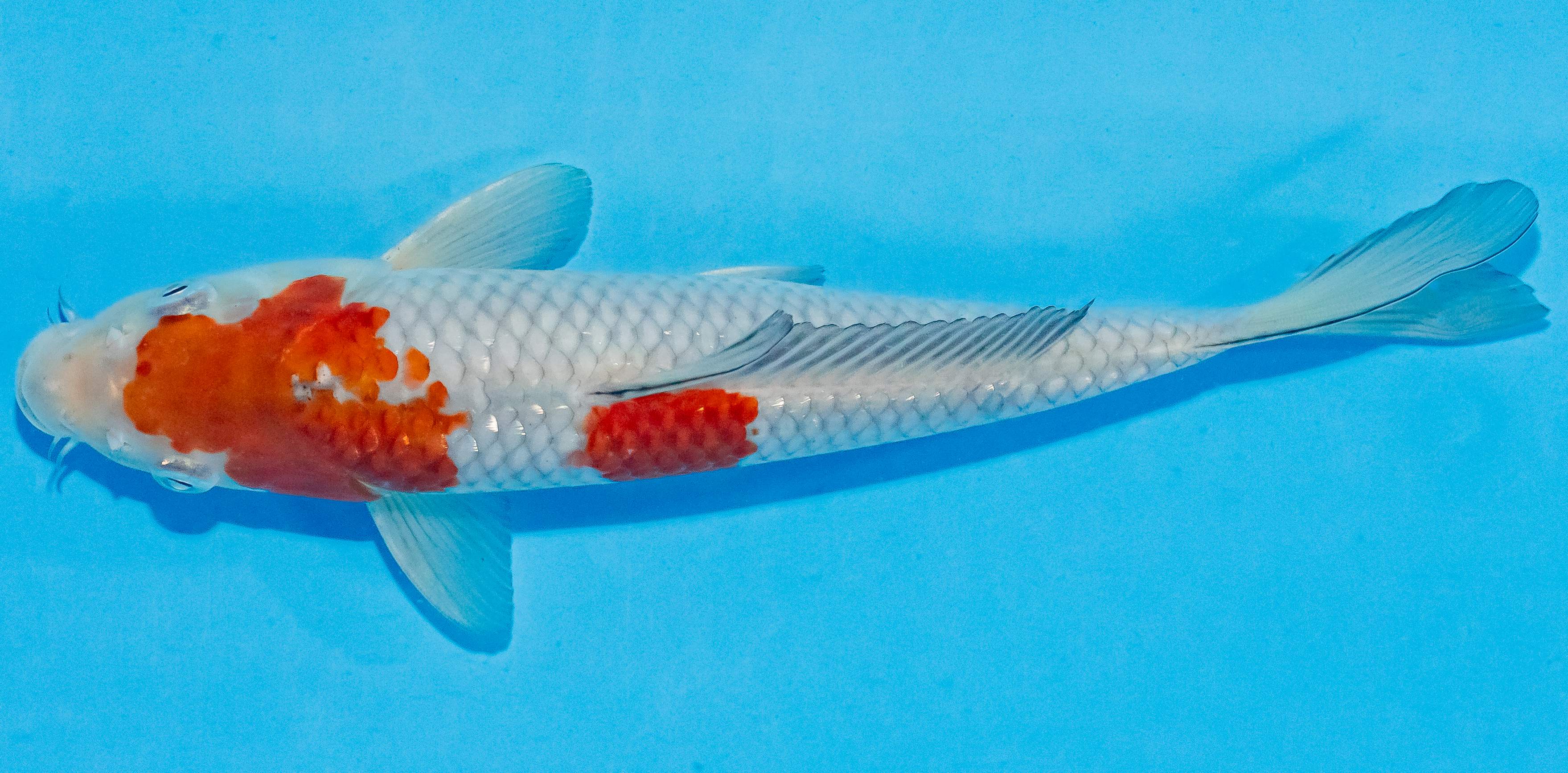Koi 20-25cm Nr. 3515