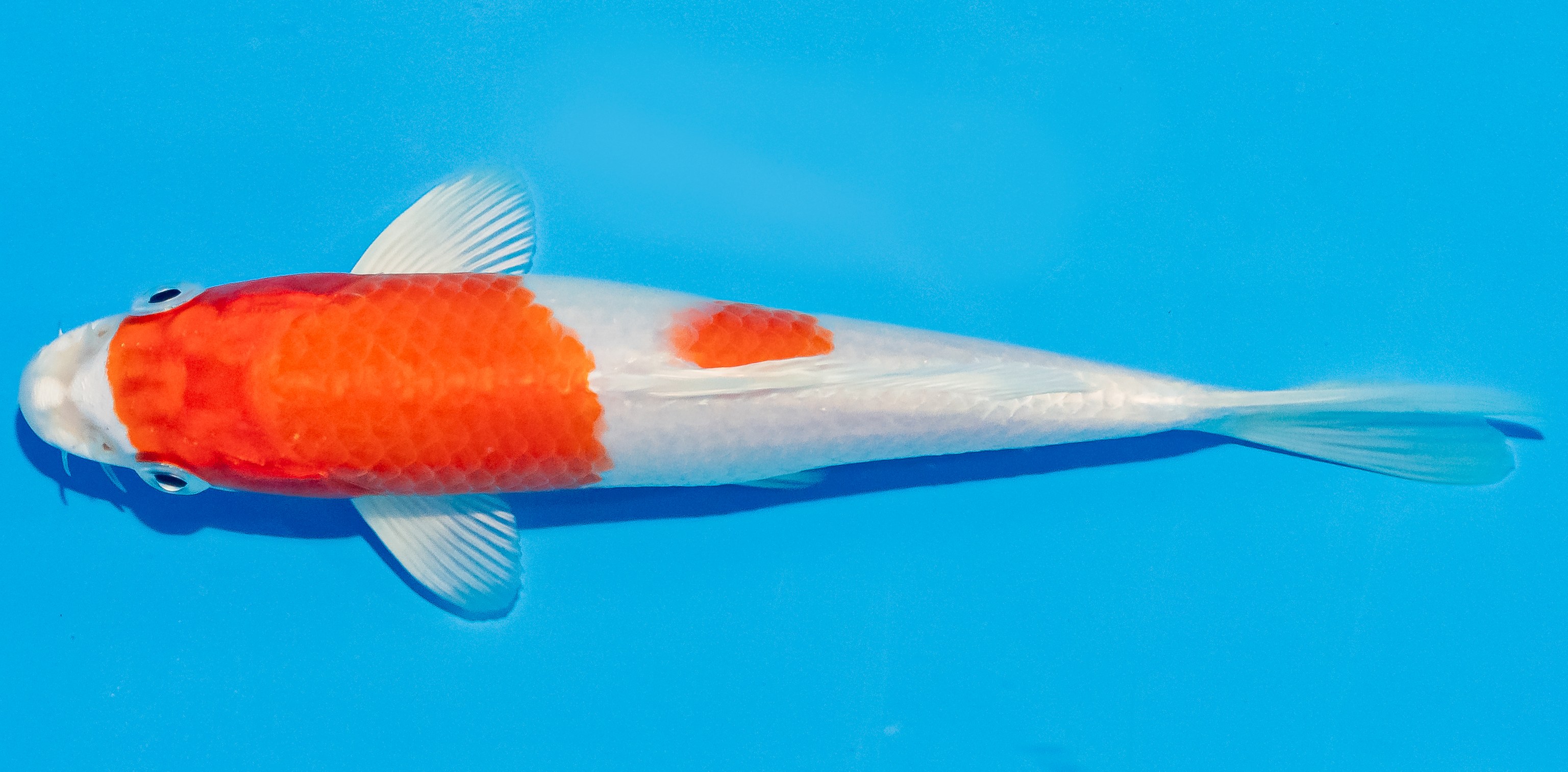 Koi 14-17cm Nr. 2780