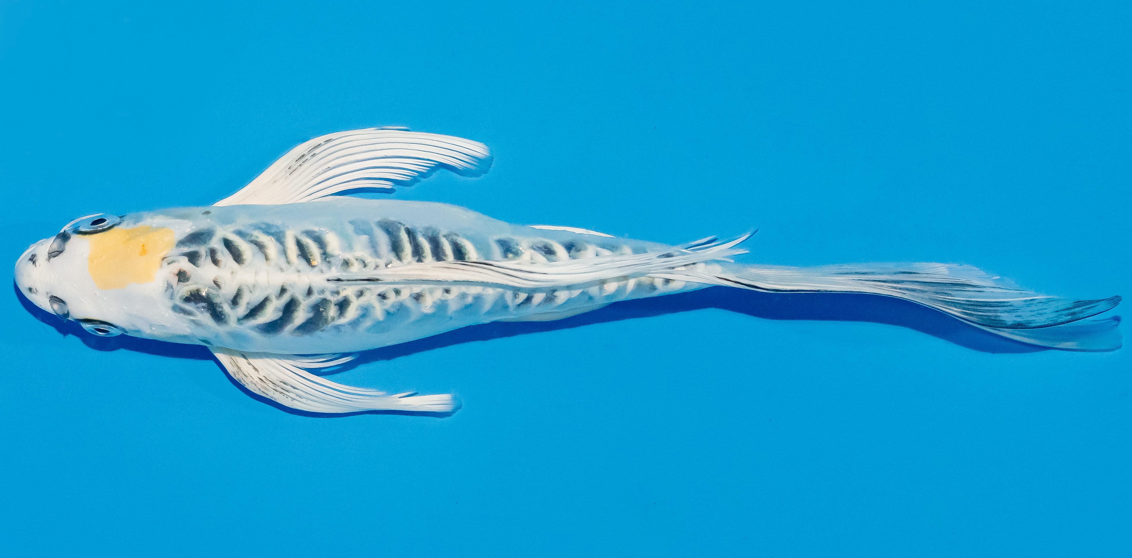 Butterfly Koi 25-30cm Nr. 2314
