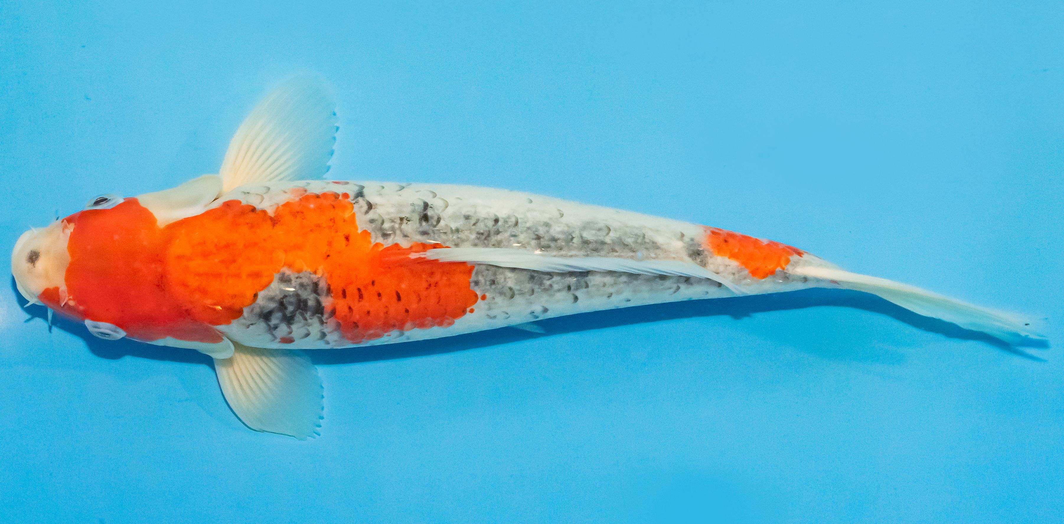 Koi 30-35cm Nr. 1355