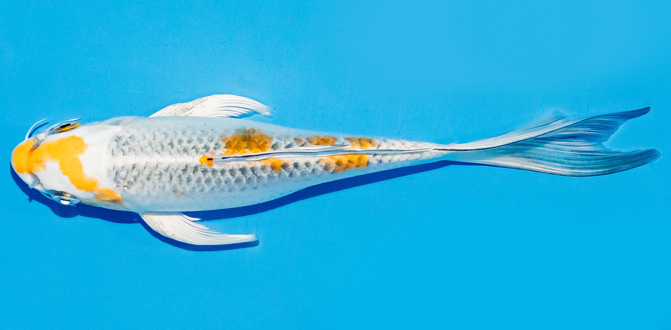 Butterfly Koi 20-25cm Nr. 5486