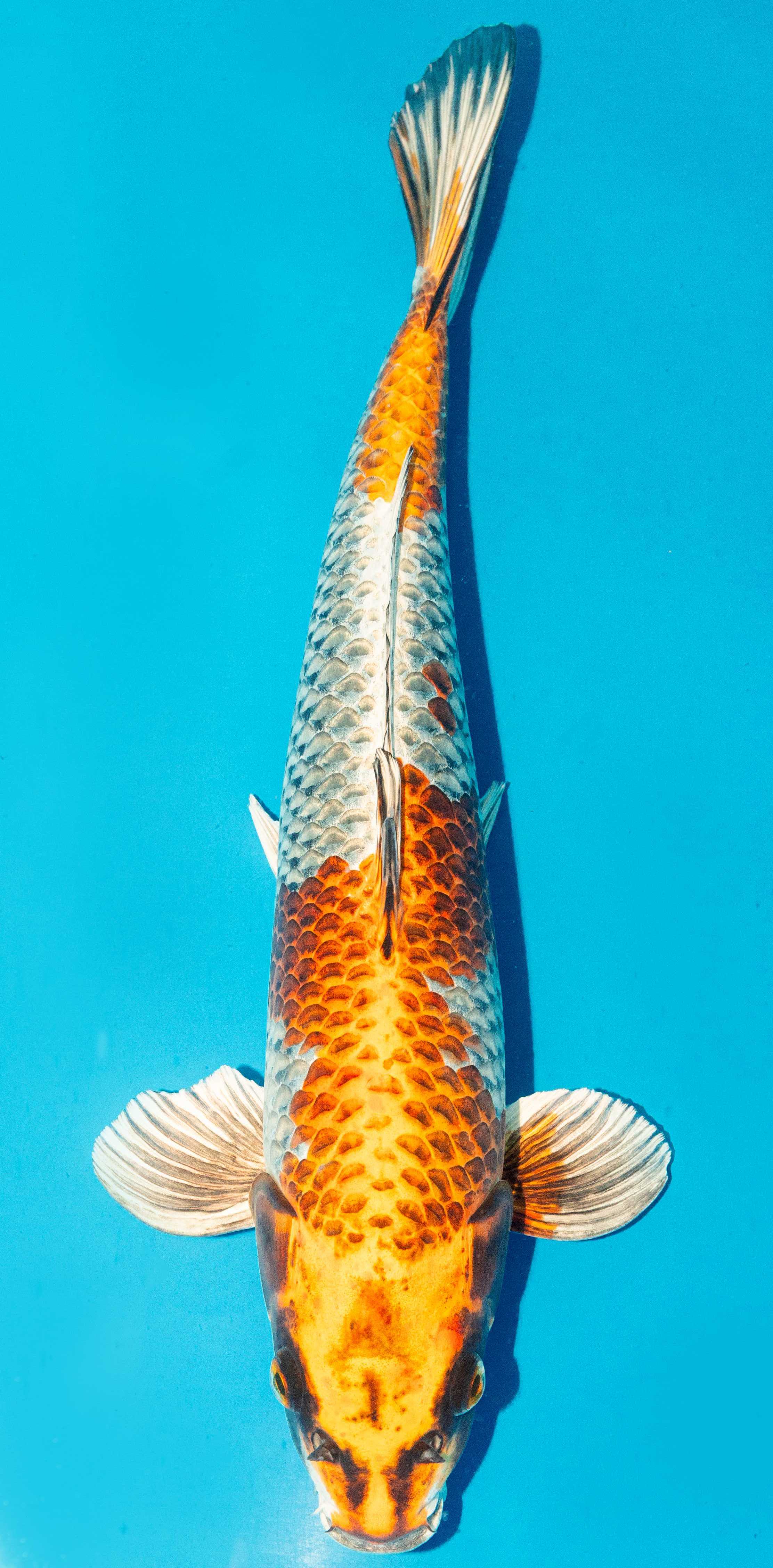 Koi 40-45cm Nr. 4988