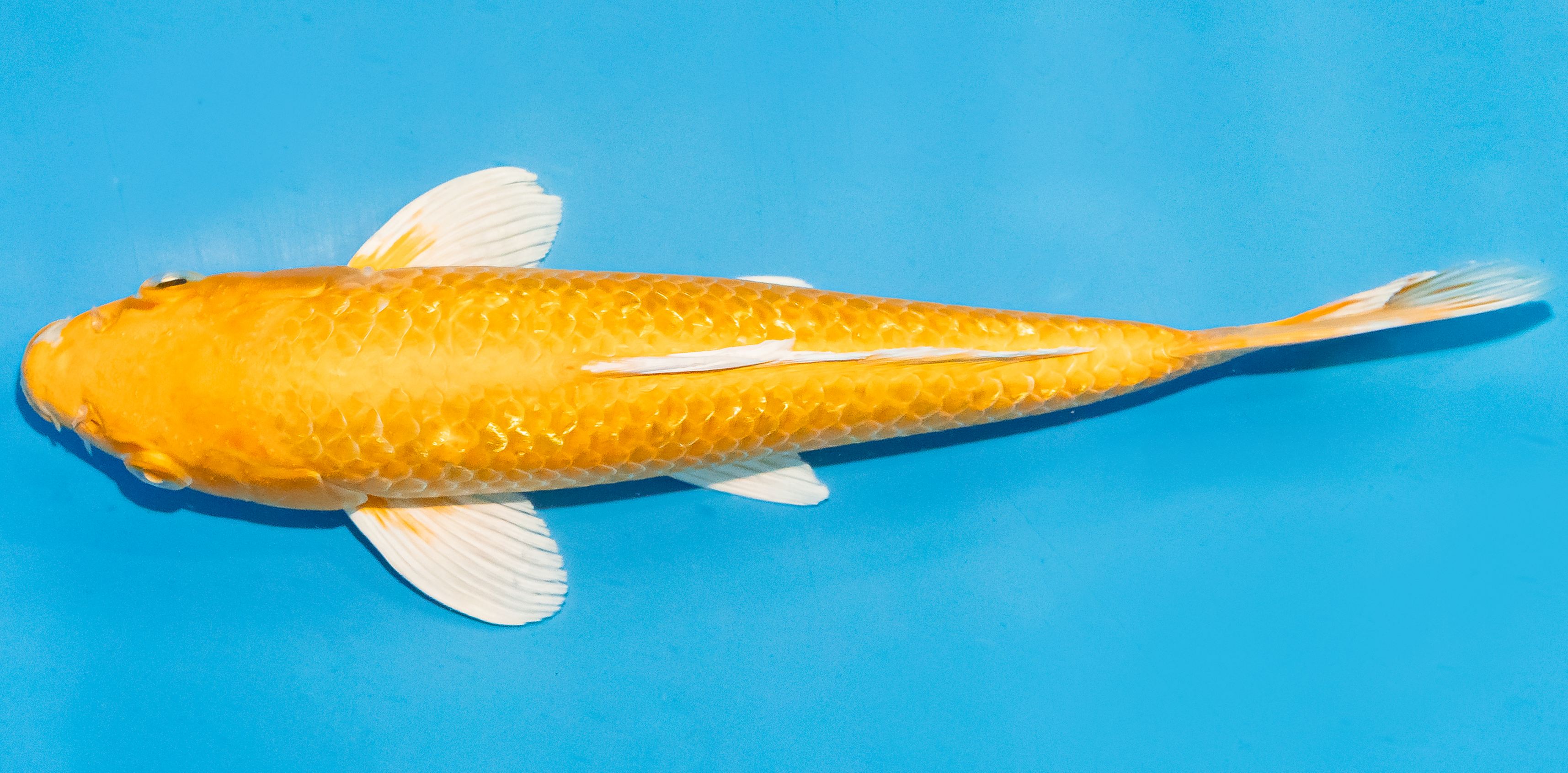 Koi 25-30cm Nr. 4205