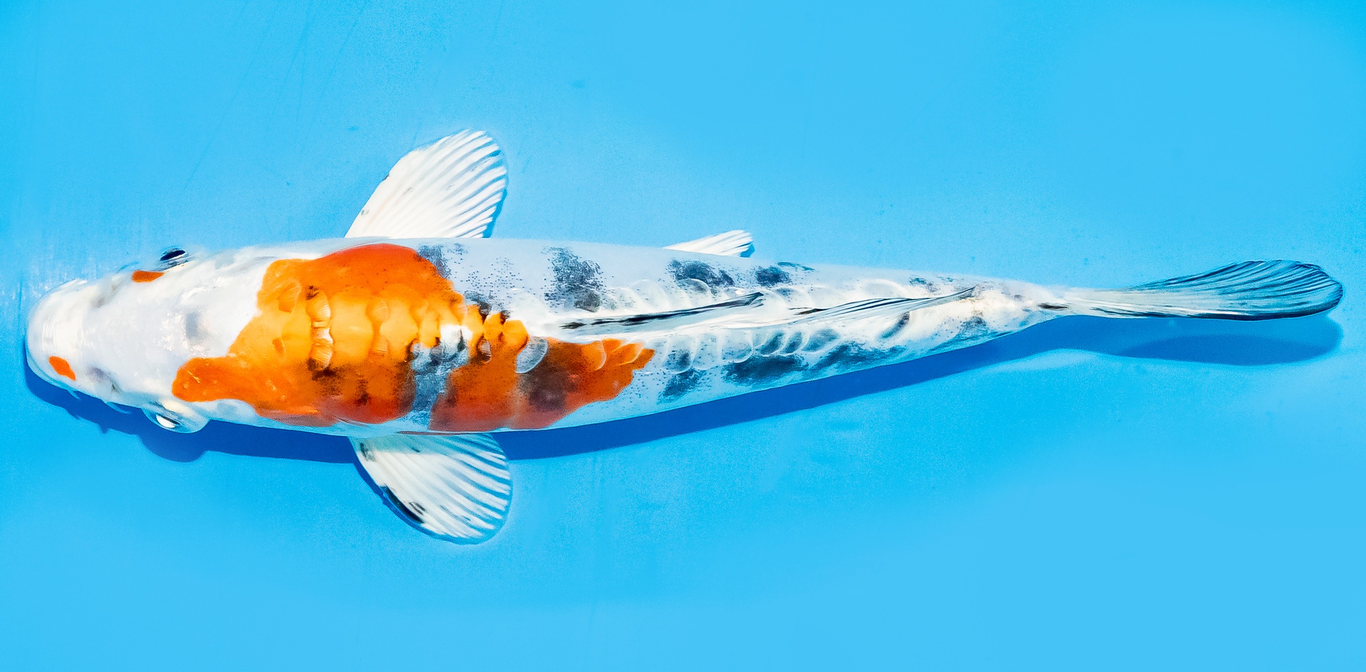 Koi 17-20cm Nr. 6848