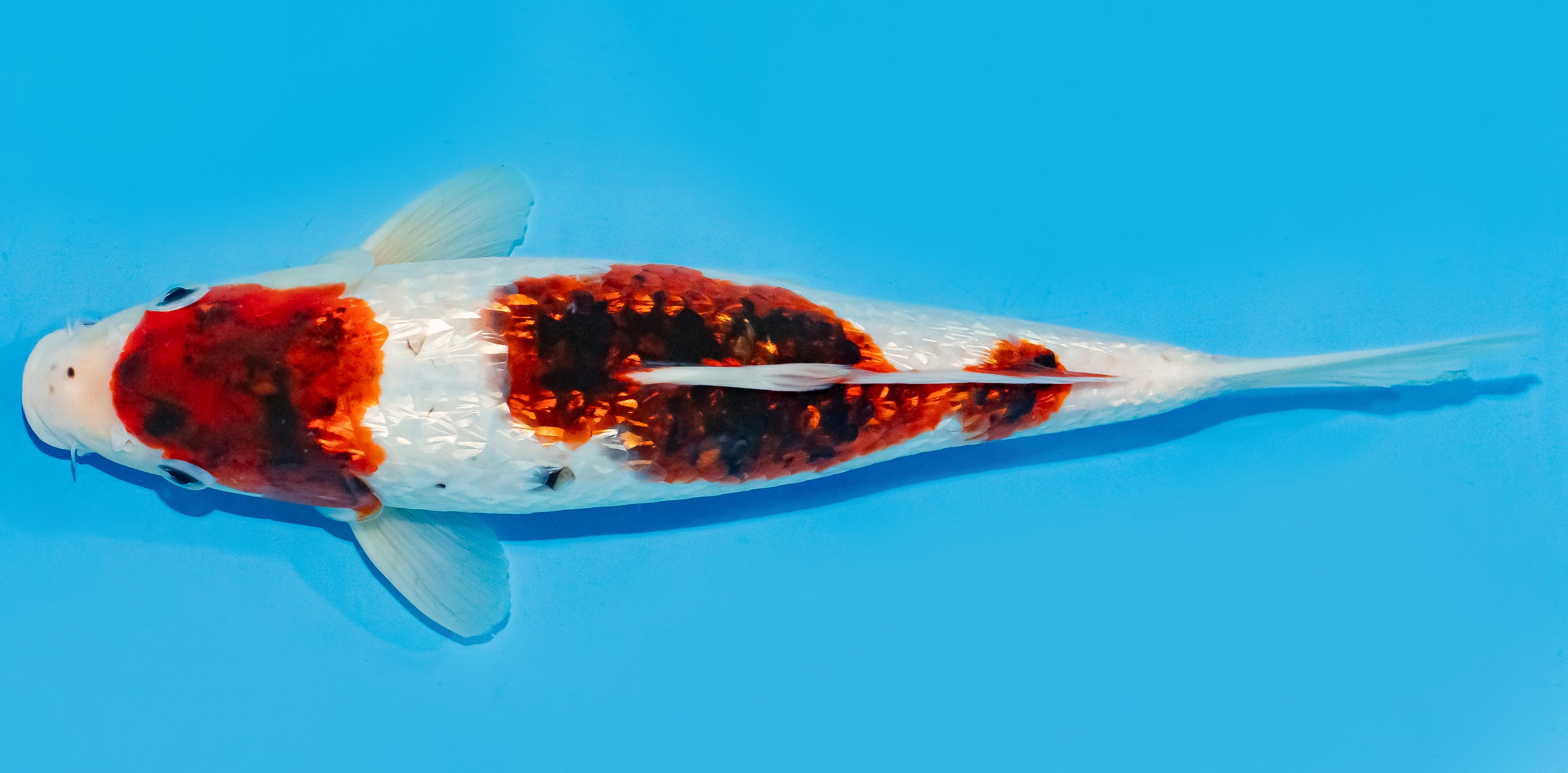 Koi 30-35cm Nr. 7642