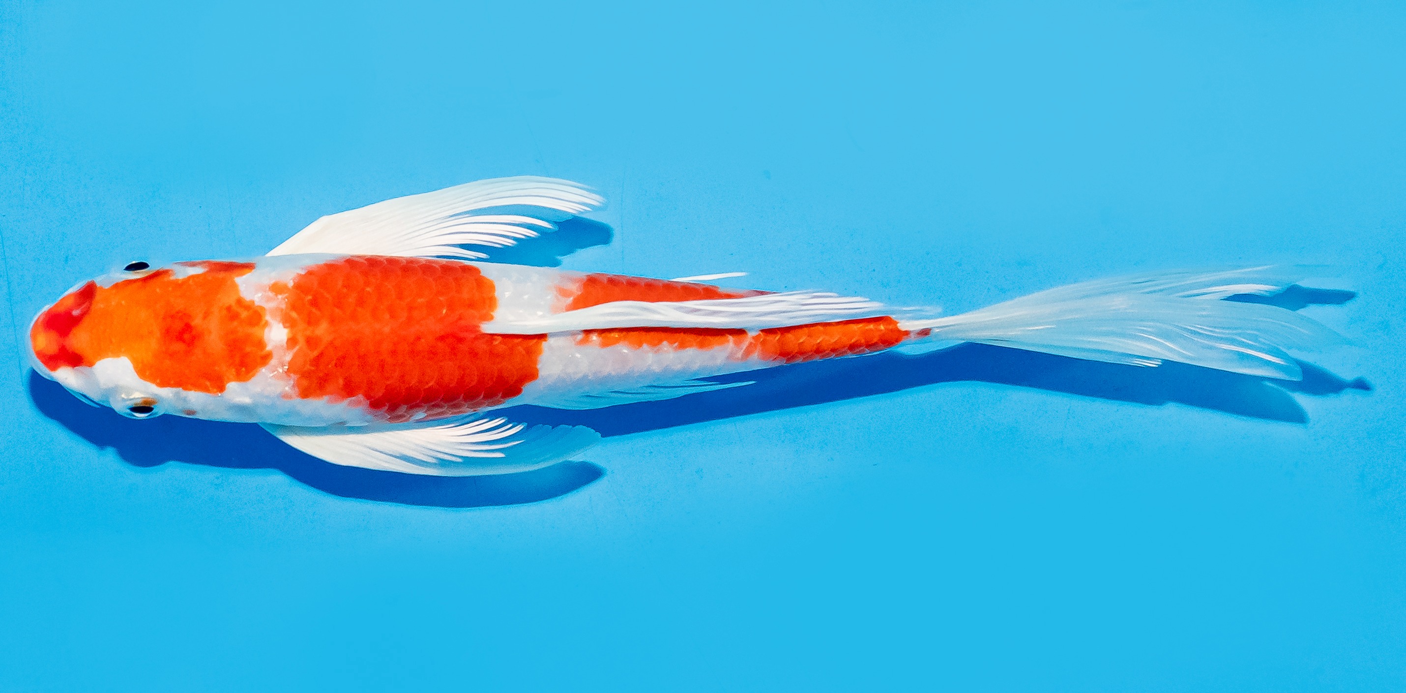 Butterfly Koi 17-20cm Nr. 6972