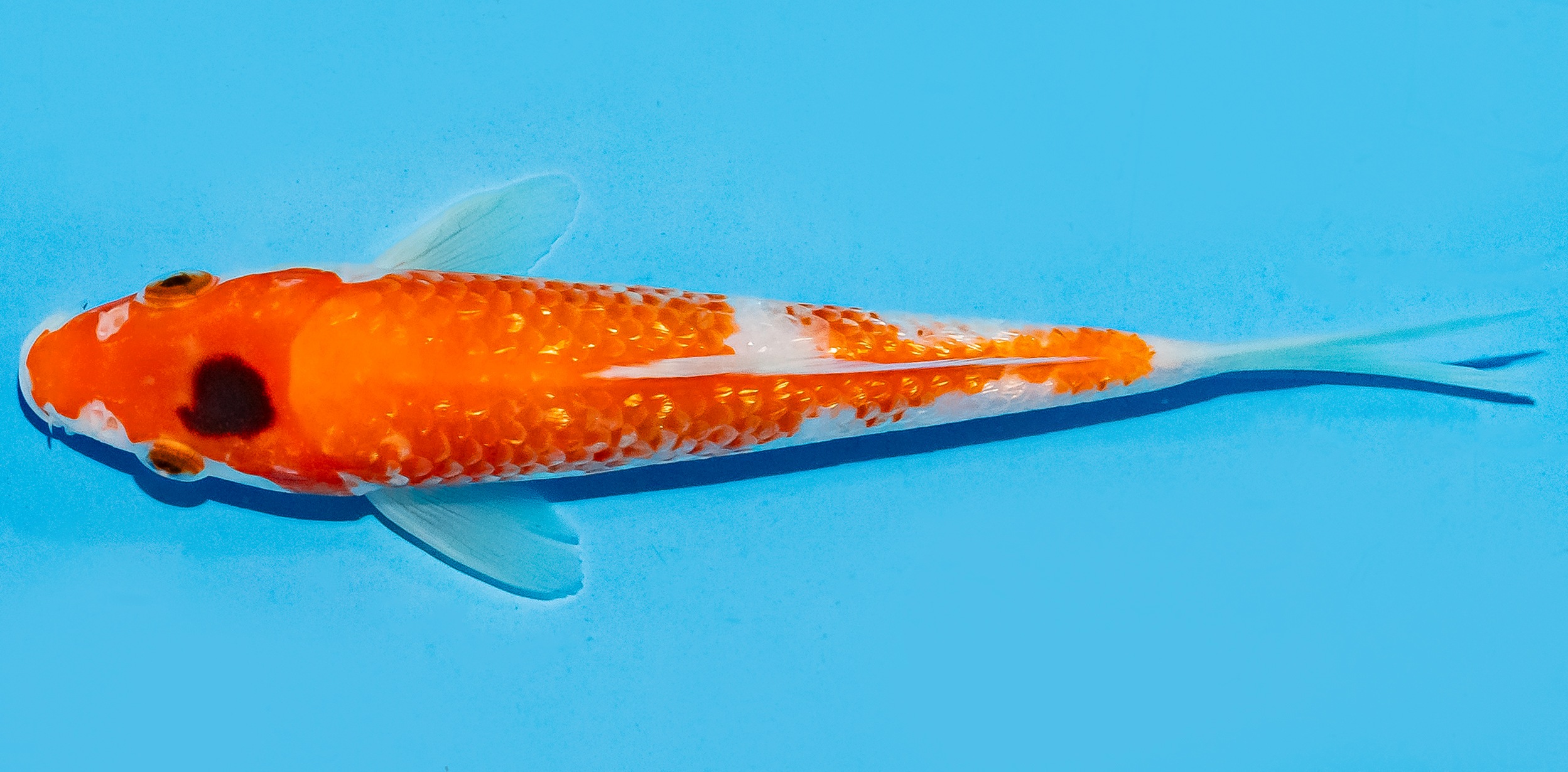 Koi 17-20cm Nr. 8728