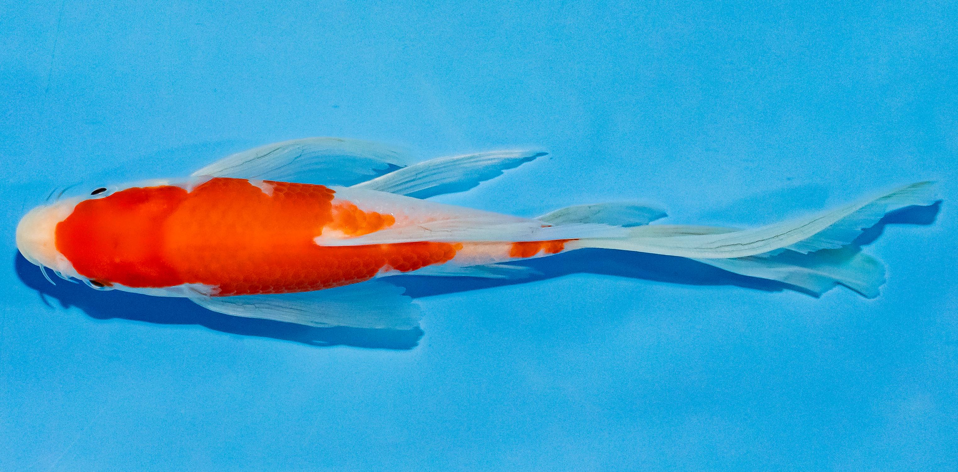 Butterfly Koi 20-25cm Nr. 3324