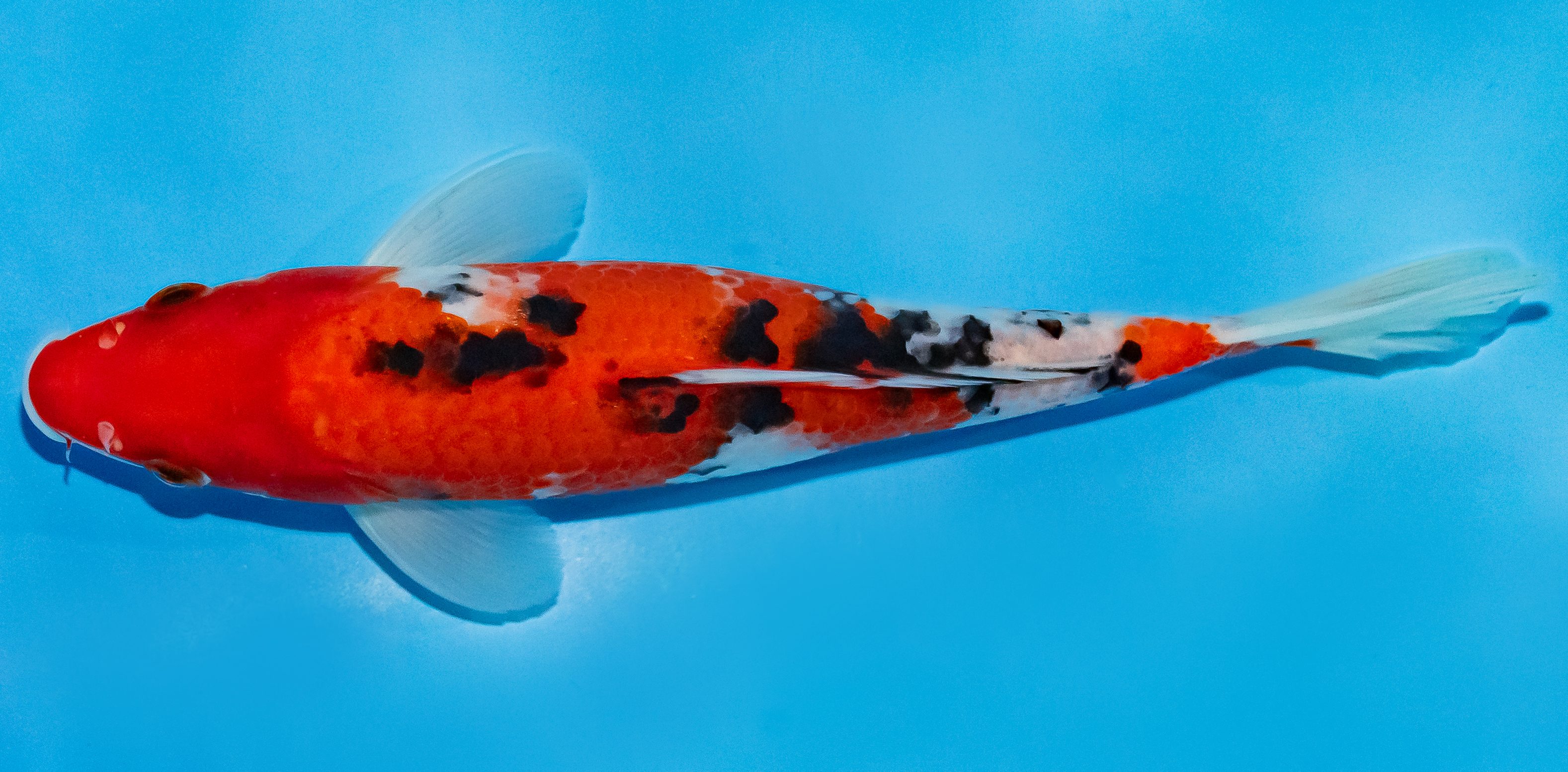Koi 17-20cm Nr. 2017