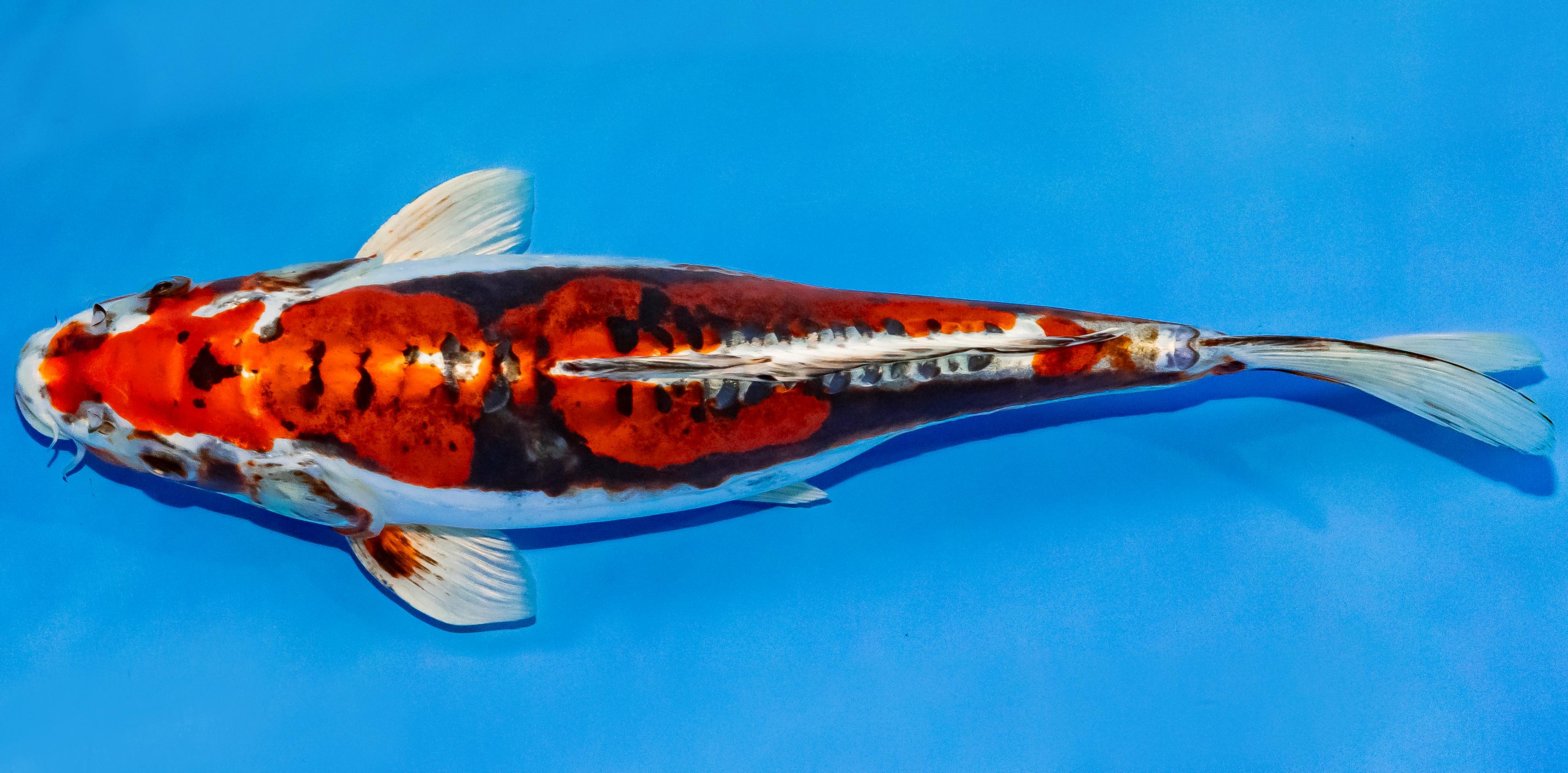 Koi 30-35cm Nr. 3702