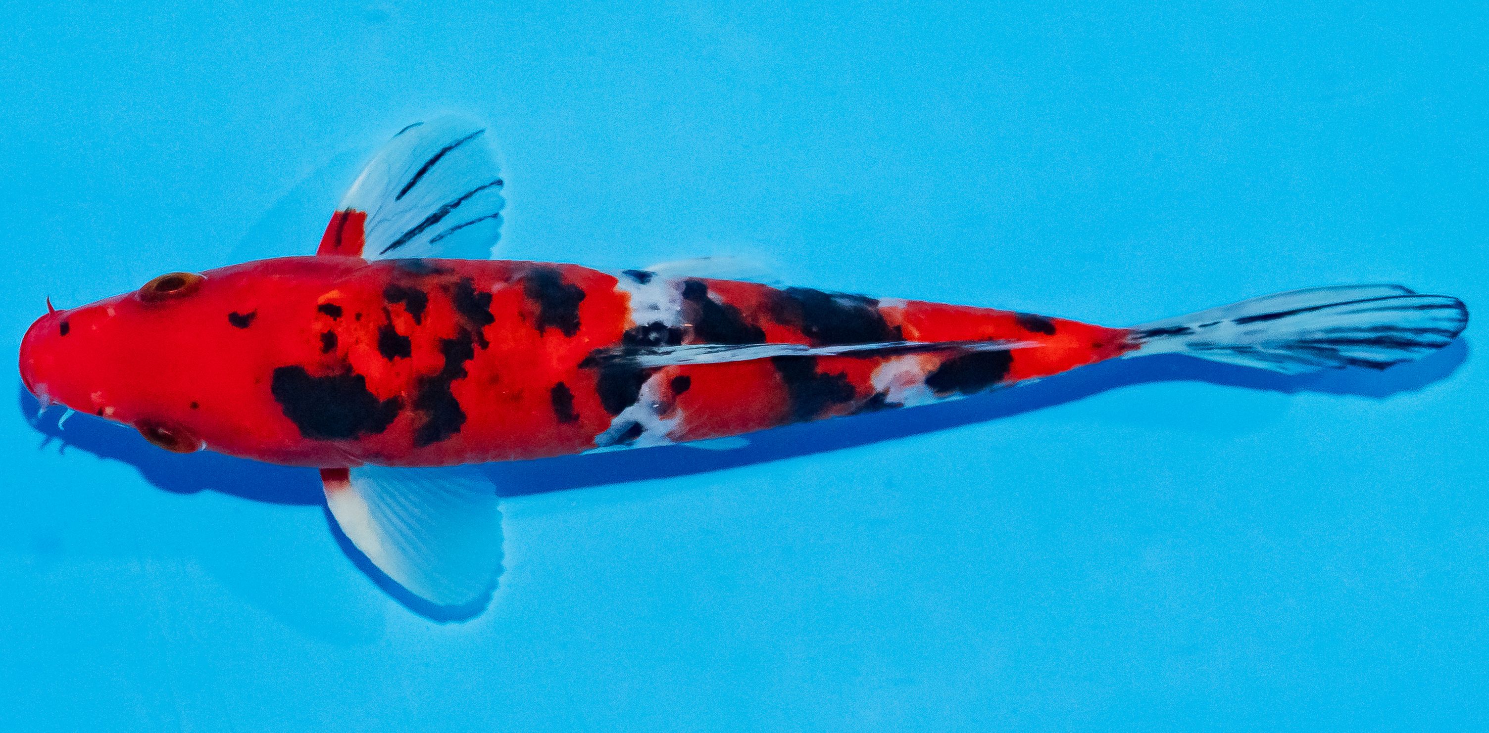 Koi 17-20cm Nr. 2022