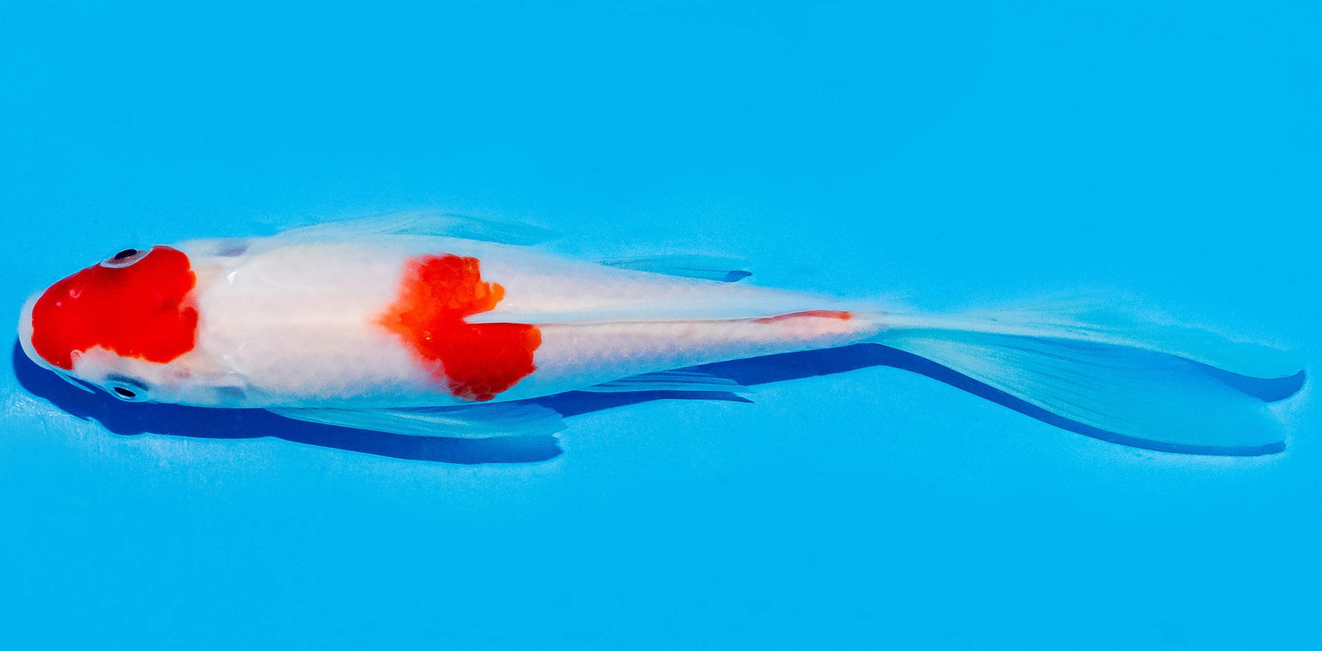 Butterfly Koi 20-25cm Nr. 8540
