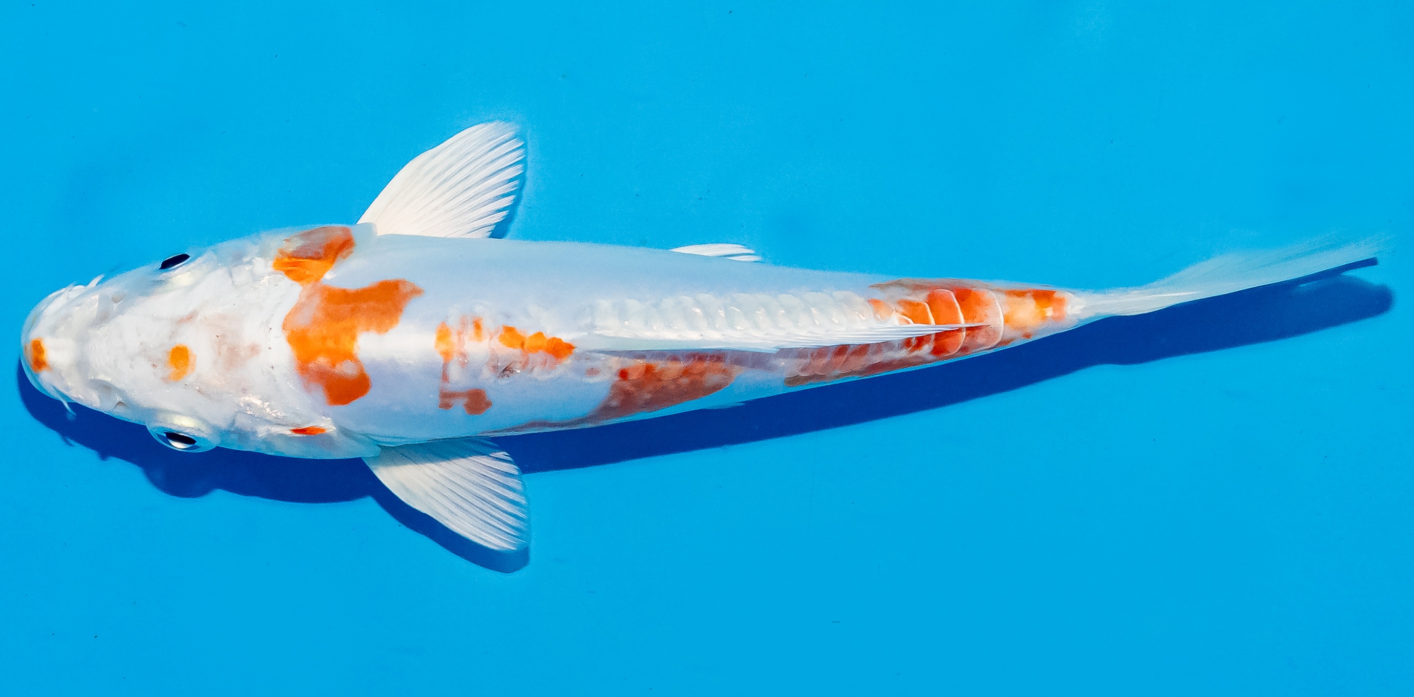 Koi 14-17cm Nr. 6170