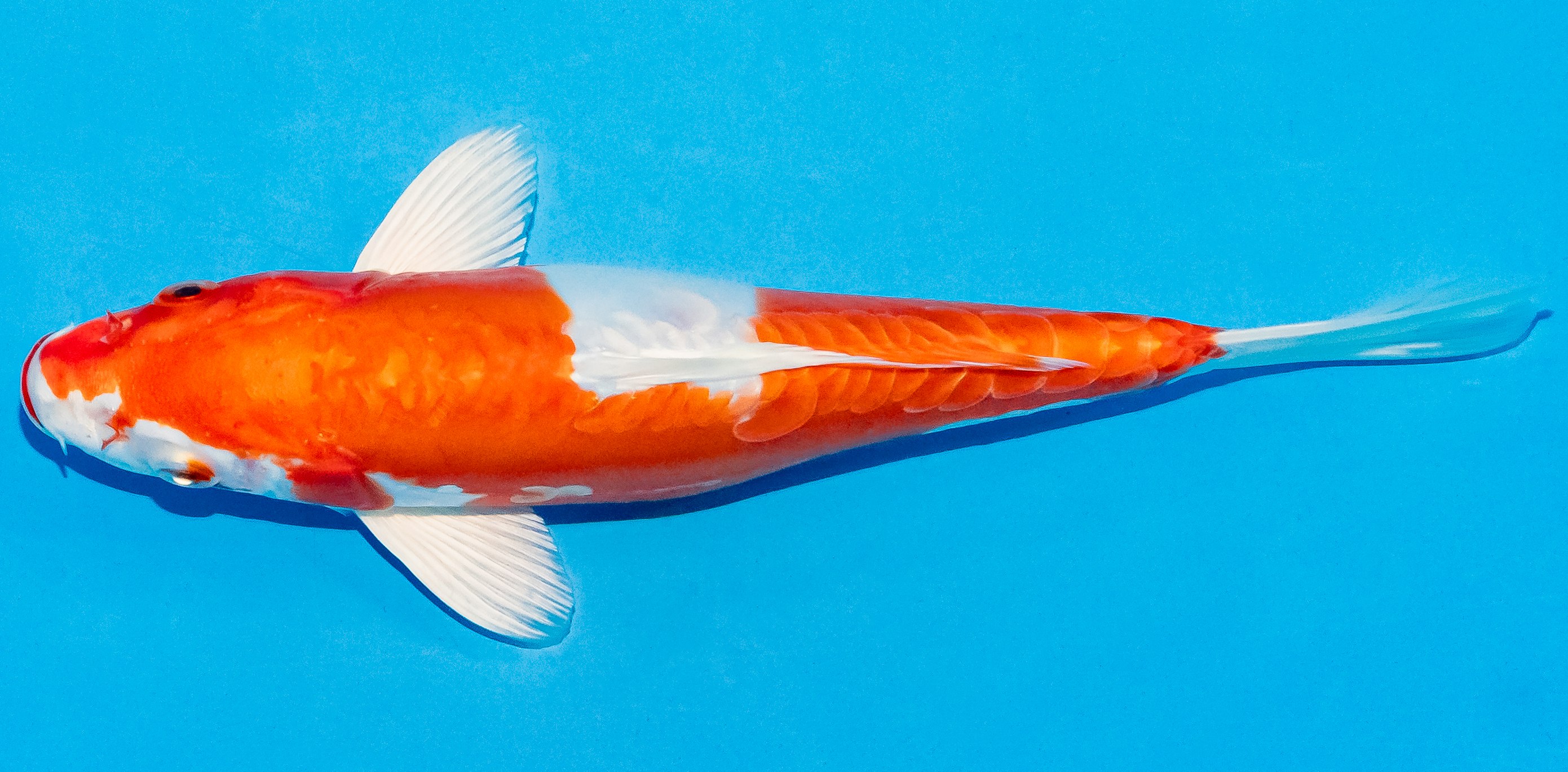 Koi 20-25cm Nr. 6006