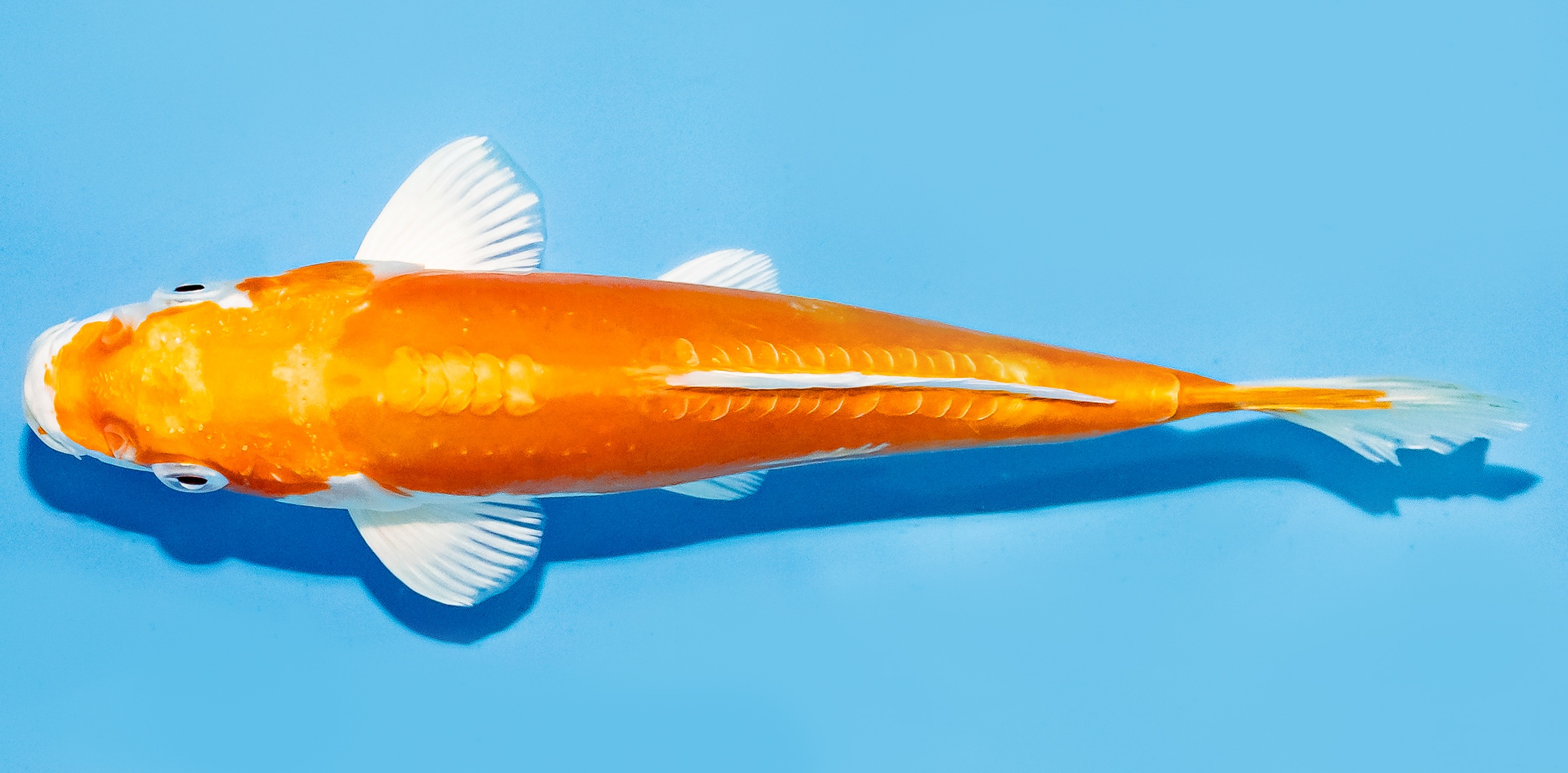 Koi 17-20cm Nr. 7239