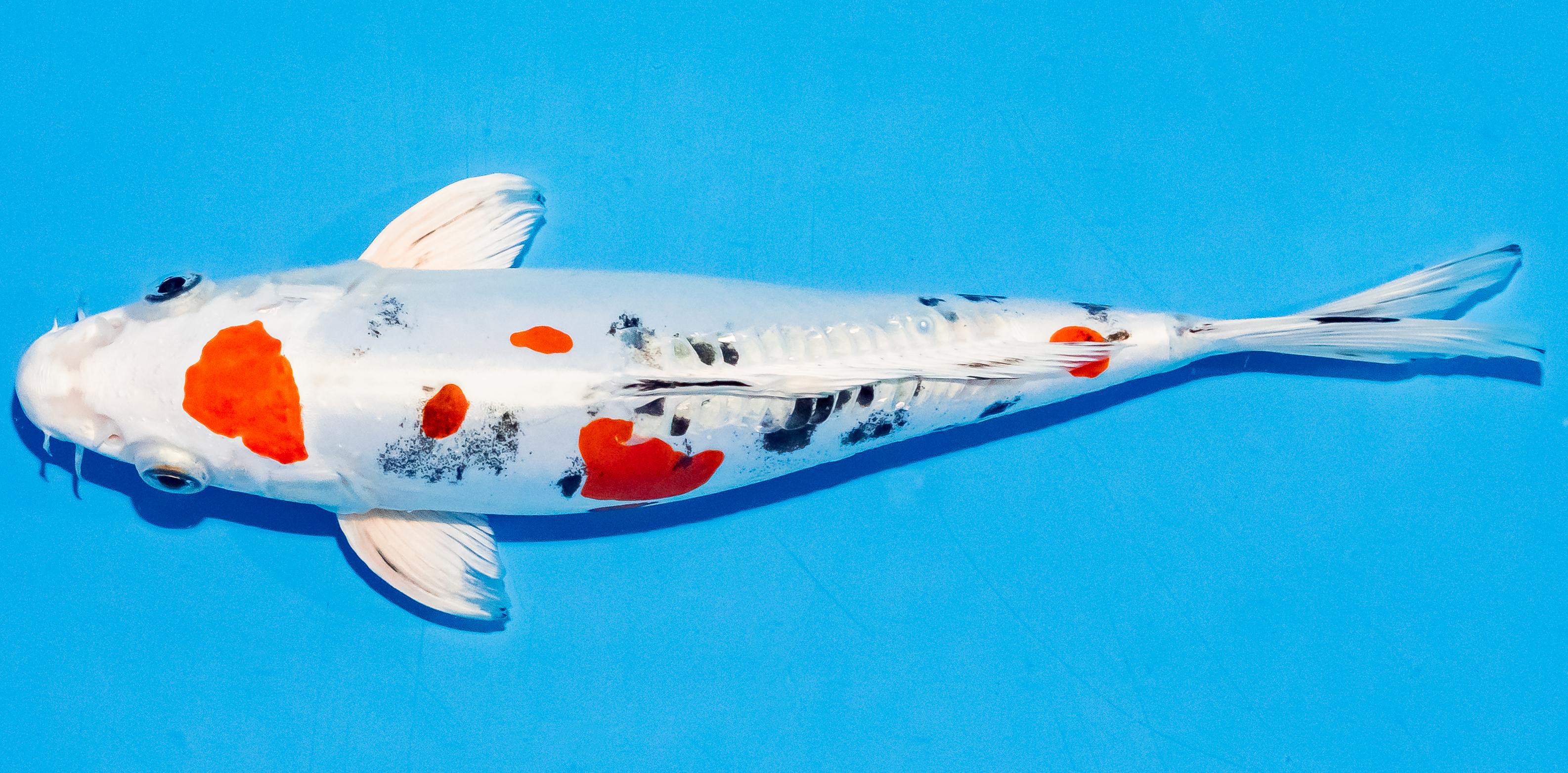 Koi 25-30cm Nr. 6261