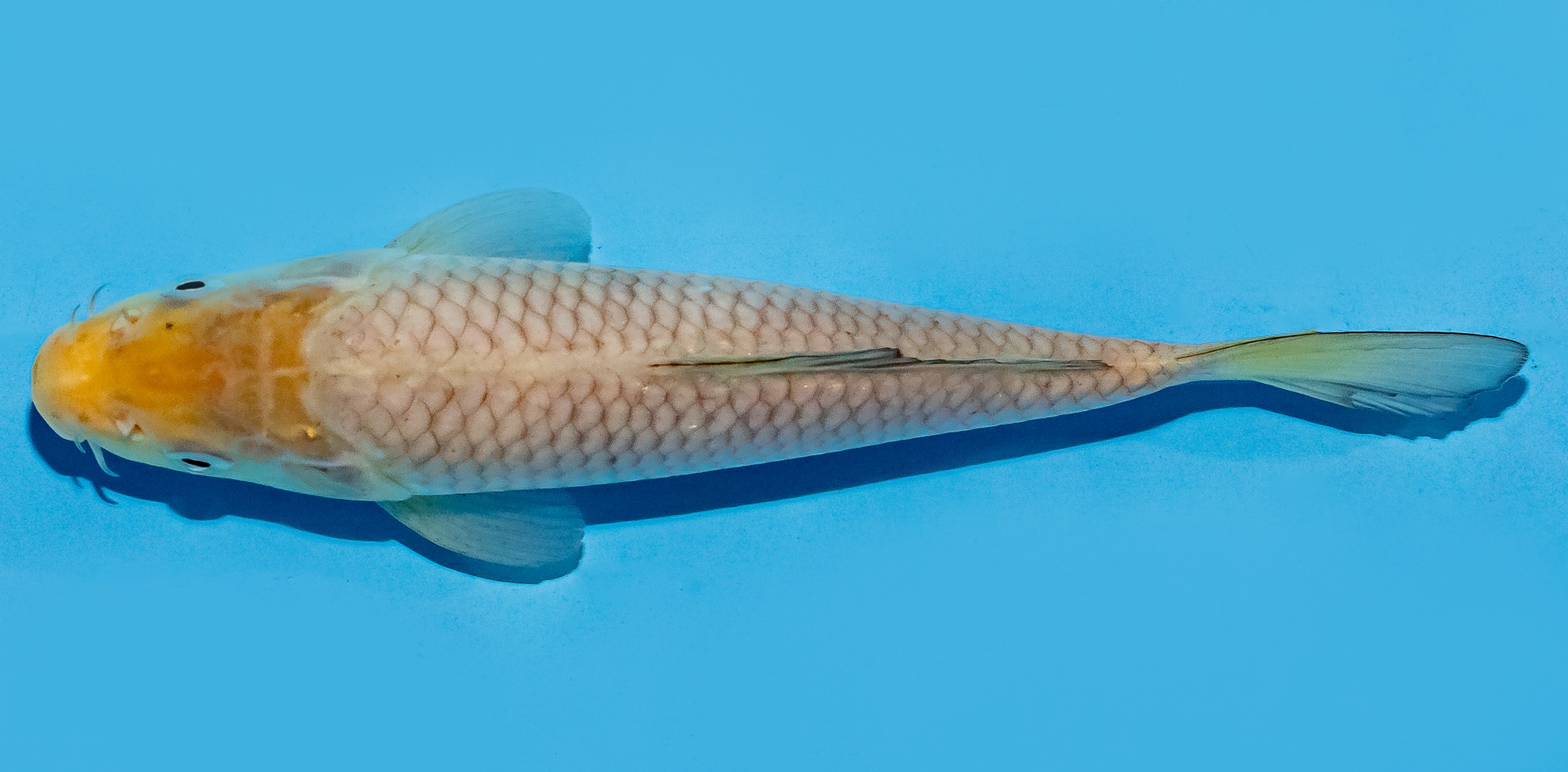 Koi 20-25cm Nr. 8654