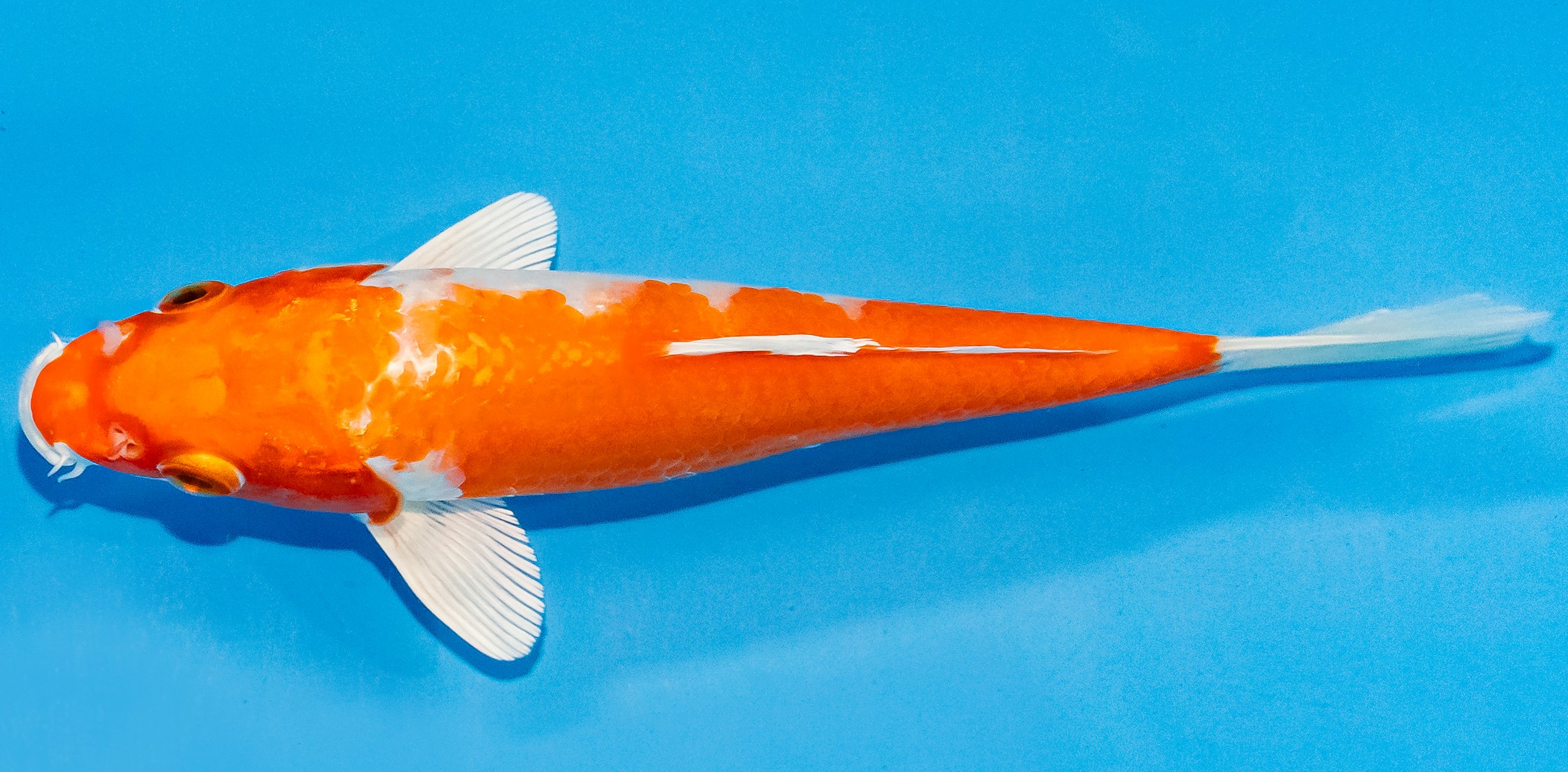 Koi 14-17cm Nr. 3646