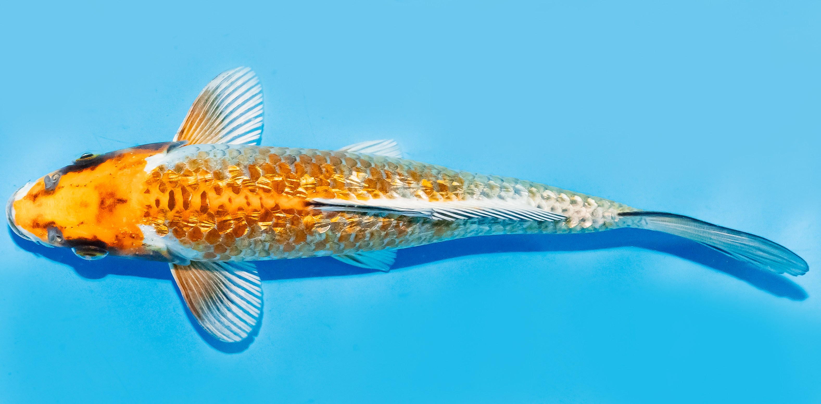 Koi 20-25cm Nr. 6675