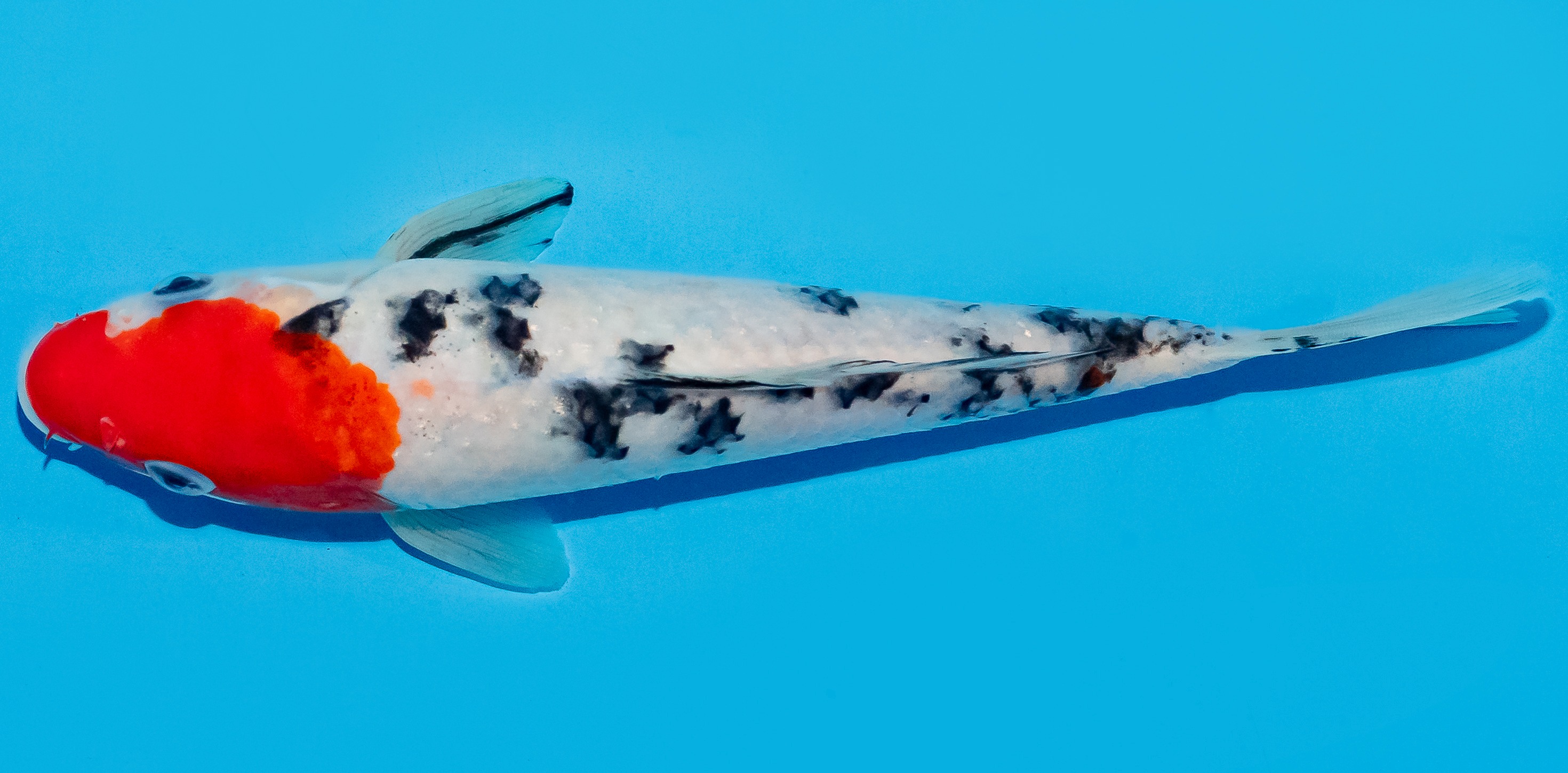 Koi 20-25cm Nr. 8627