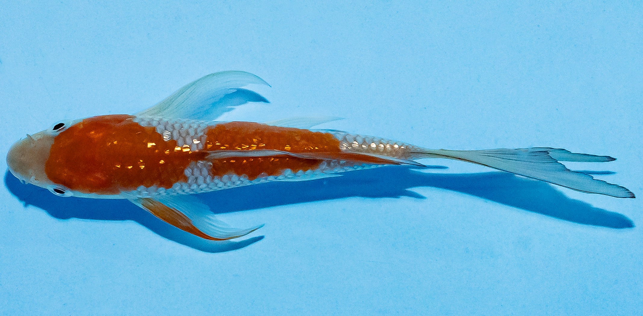 Butterfly Koi 14-17cm Nr. 5725