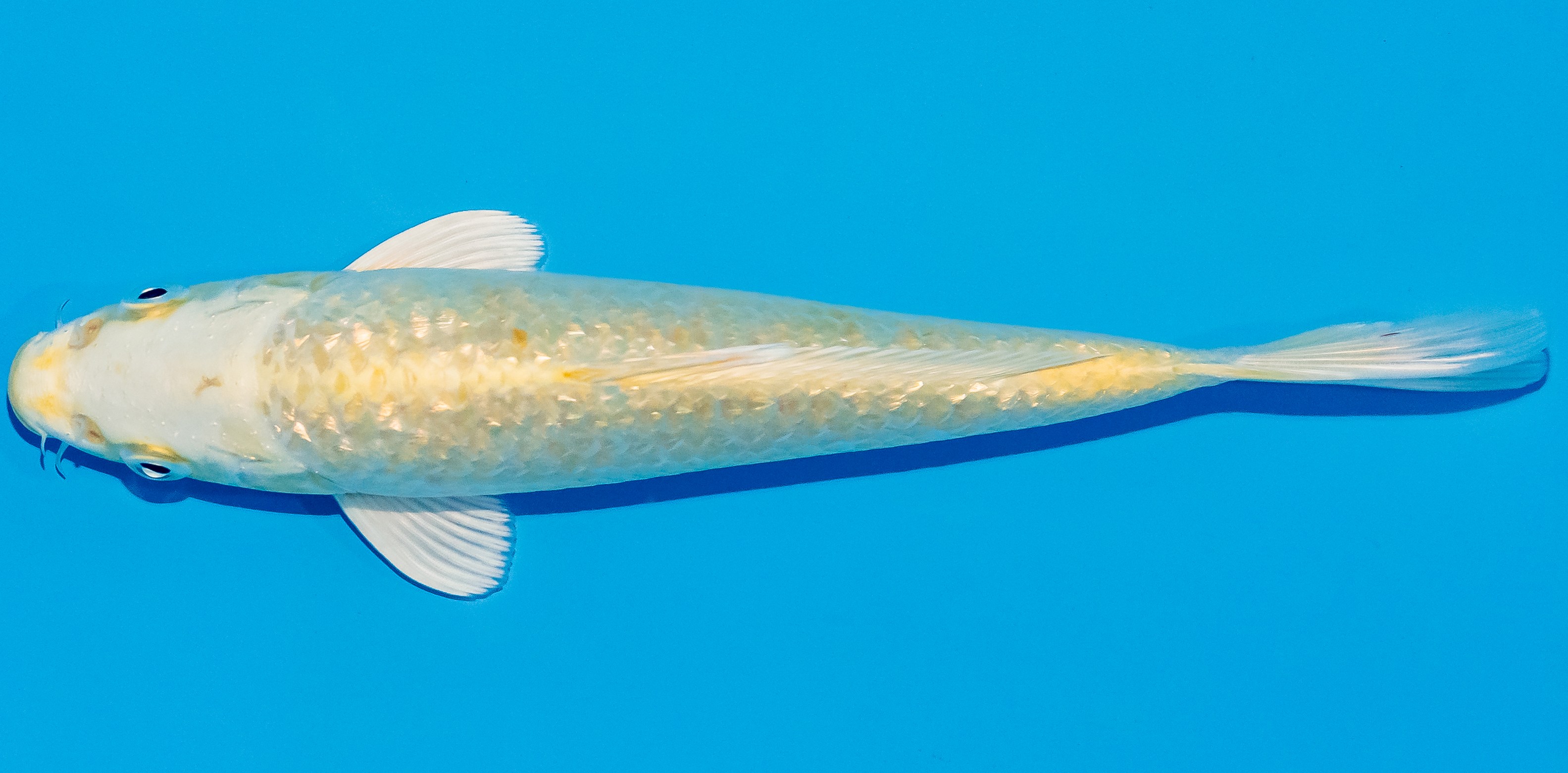Koi 17-20cm Nr. 2090