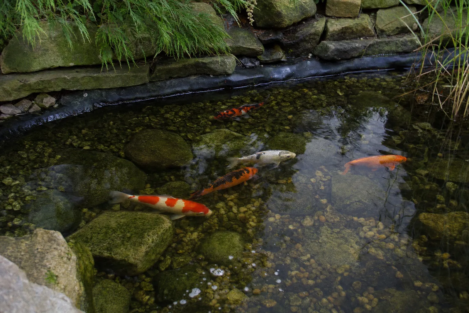 Gruppe gesunder Koi und Orfen im klaren Wasser eines bepflanzten Gartenteichs (computergeneriertes Symbolbild)
