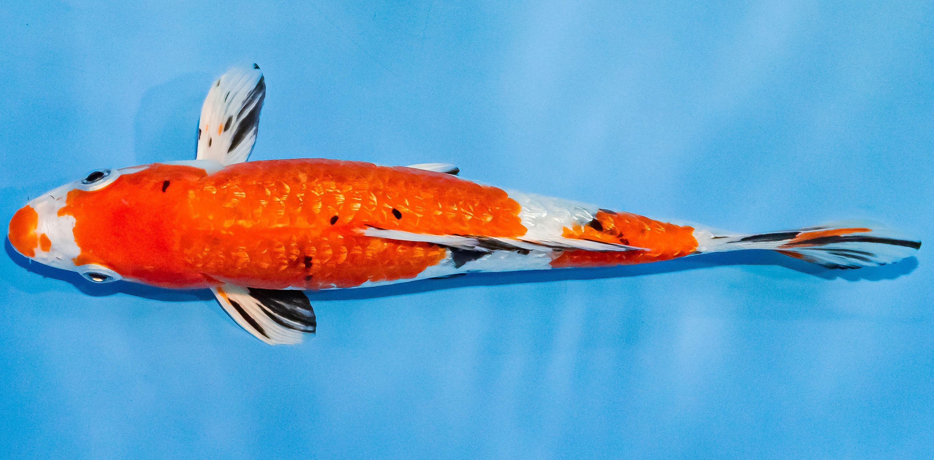 Koi 20-25cm Nr. 1858