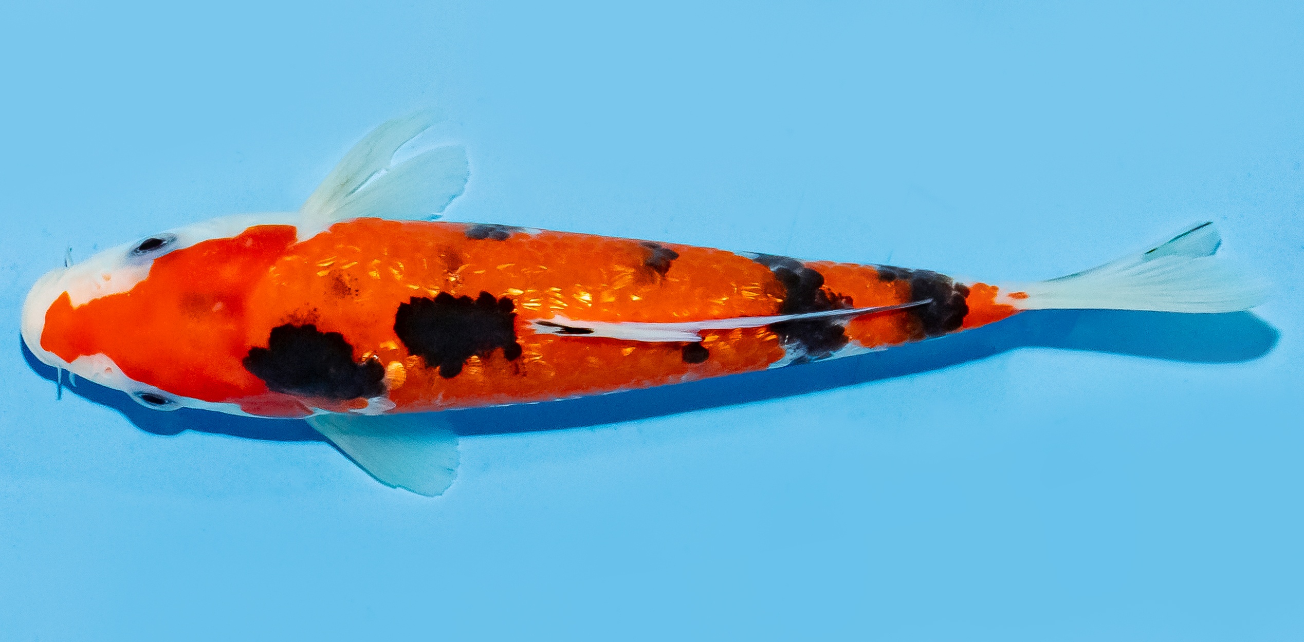 Koi 17-20cm Nr. 6868