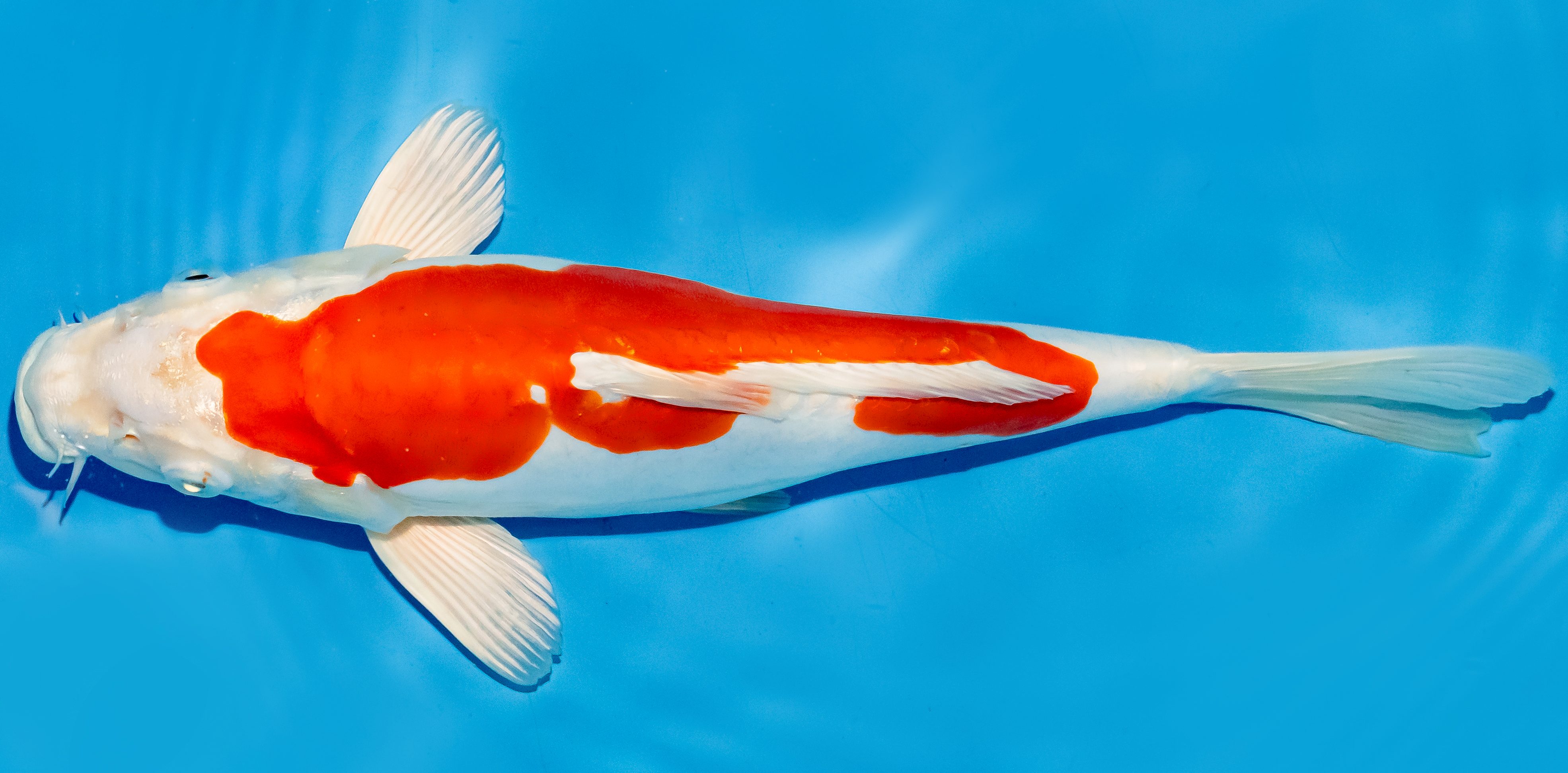 Koi 30-35cm Nr. 6339