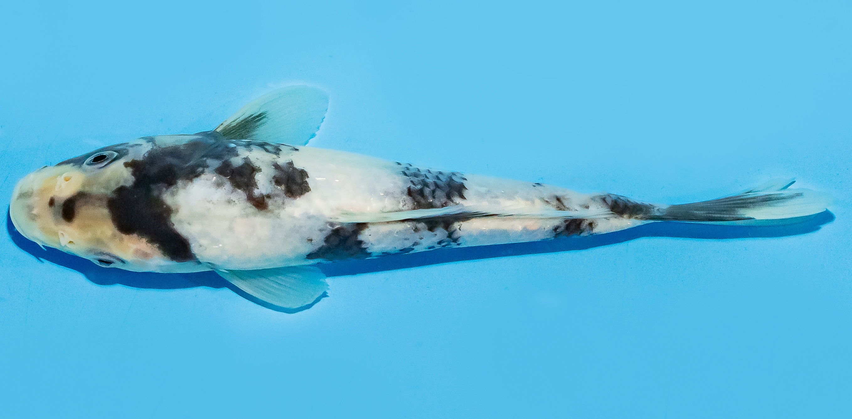 Koi 20-25cm Nr. 7558
