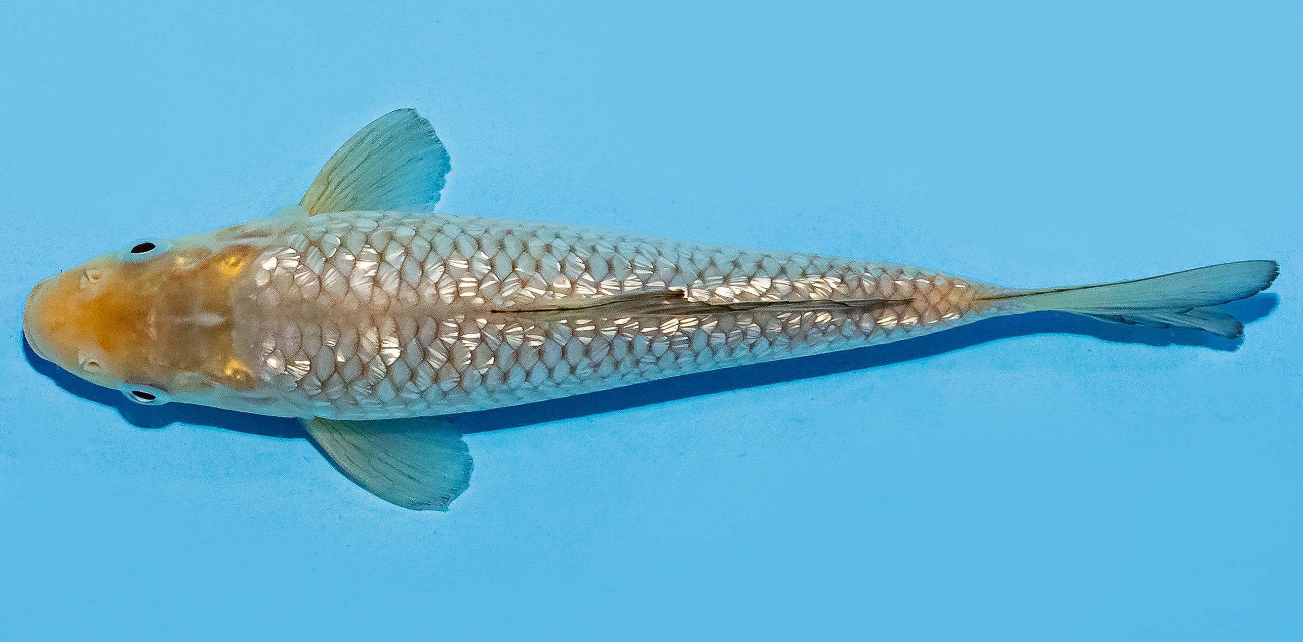 Koi 17-20cm Nr. 8734