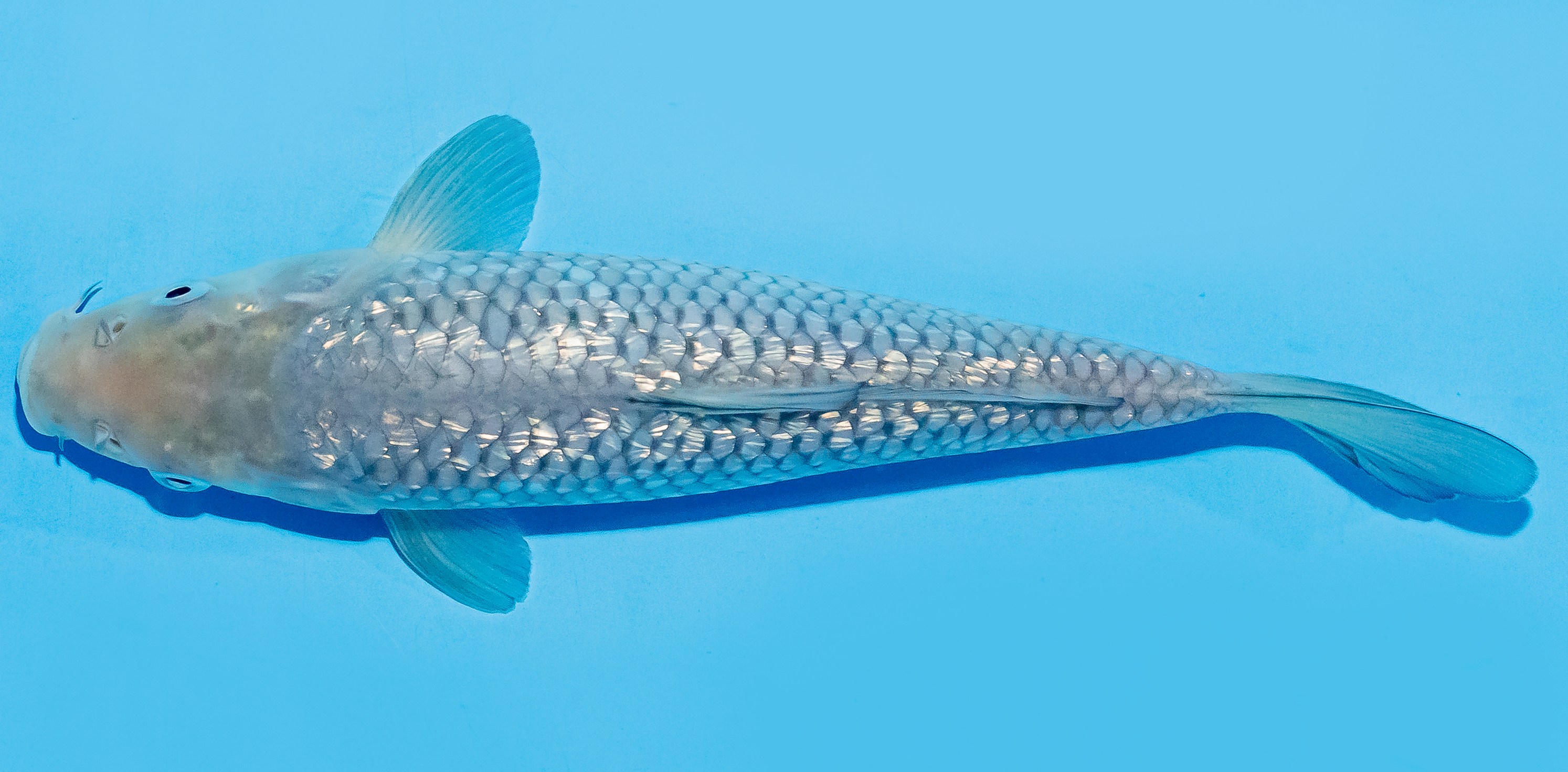 Koi 20-25cm Nr. 7566