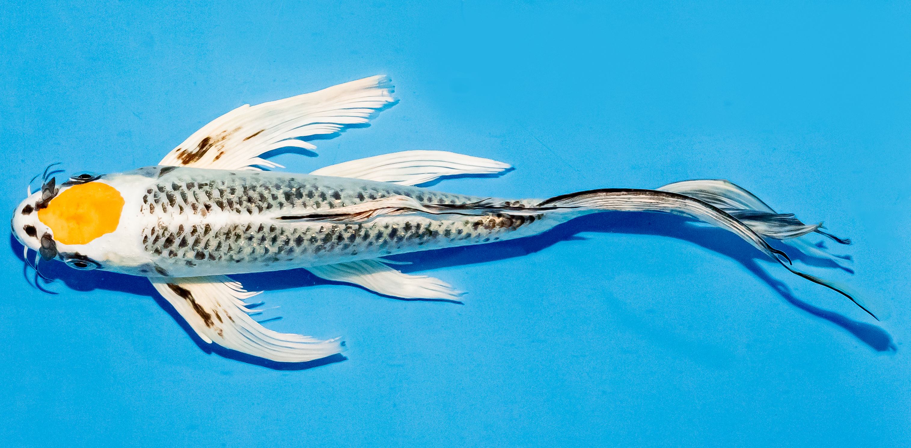 Butterfly Koi 20-25cm Nr. 8537