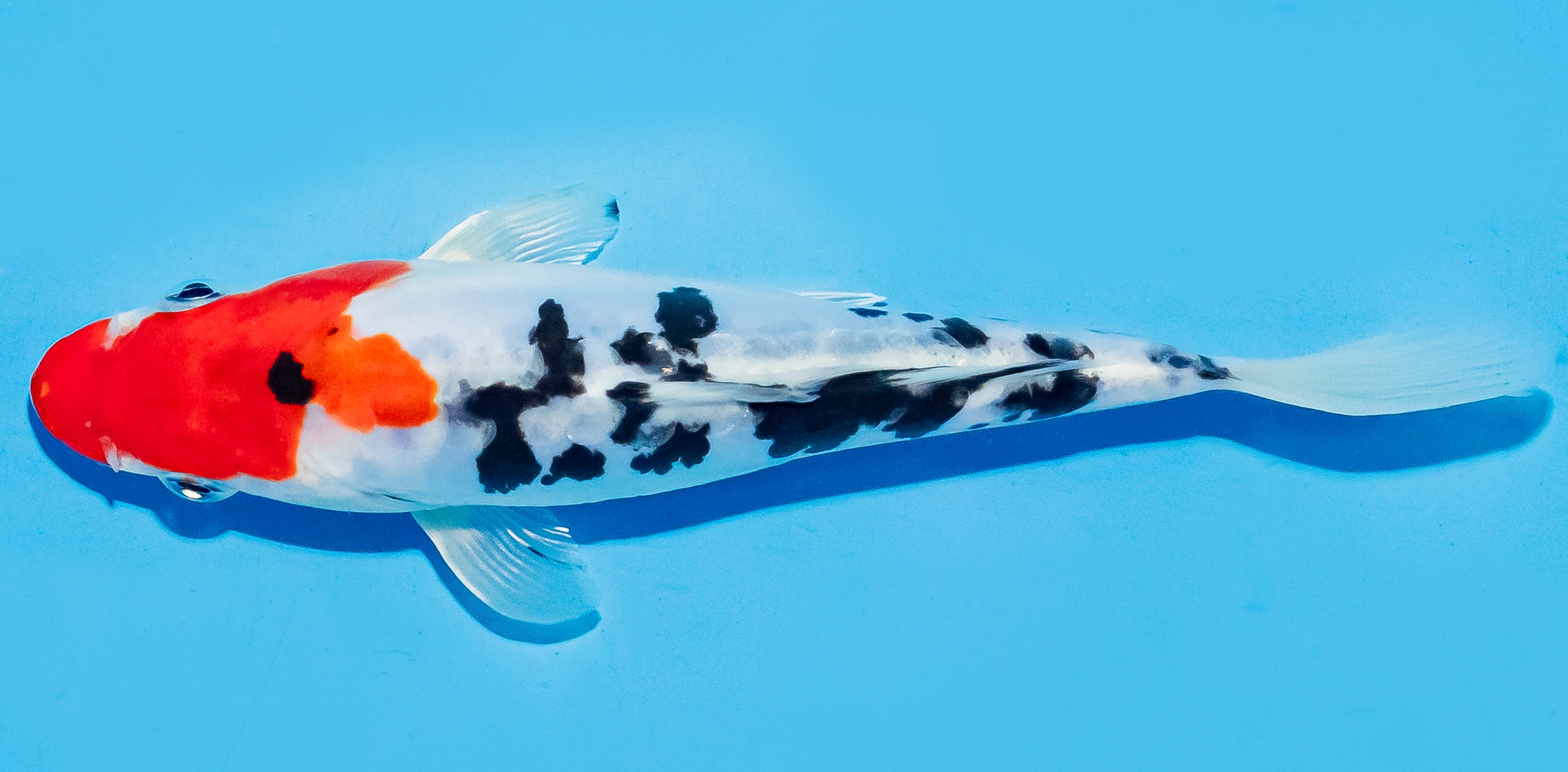 Koi 17-20cm Nr. 8804