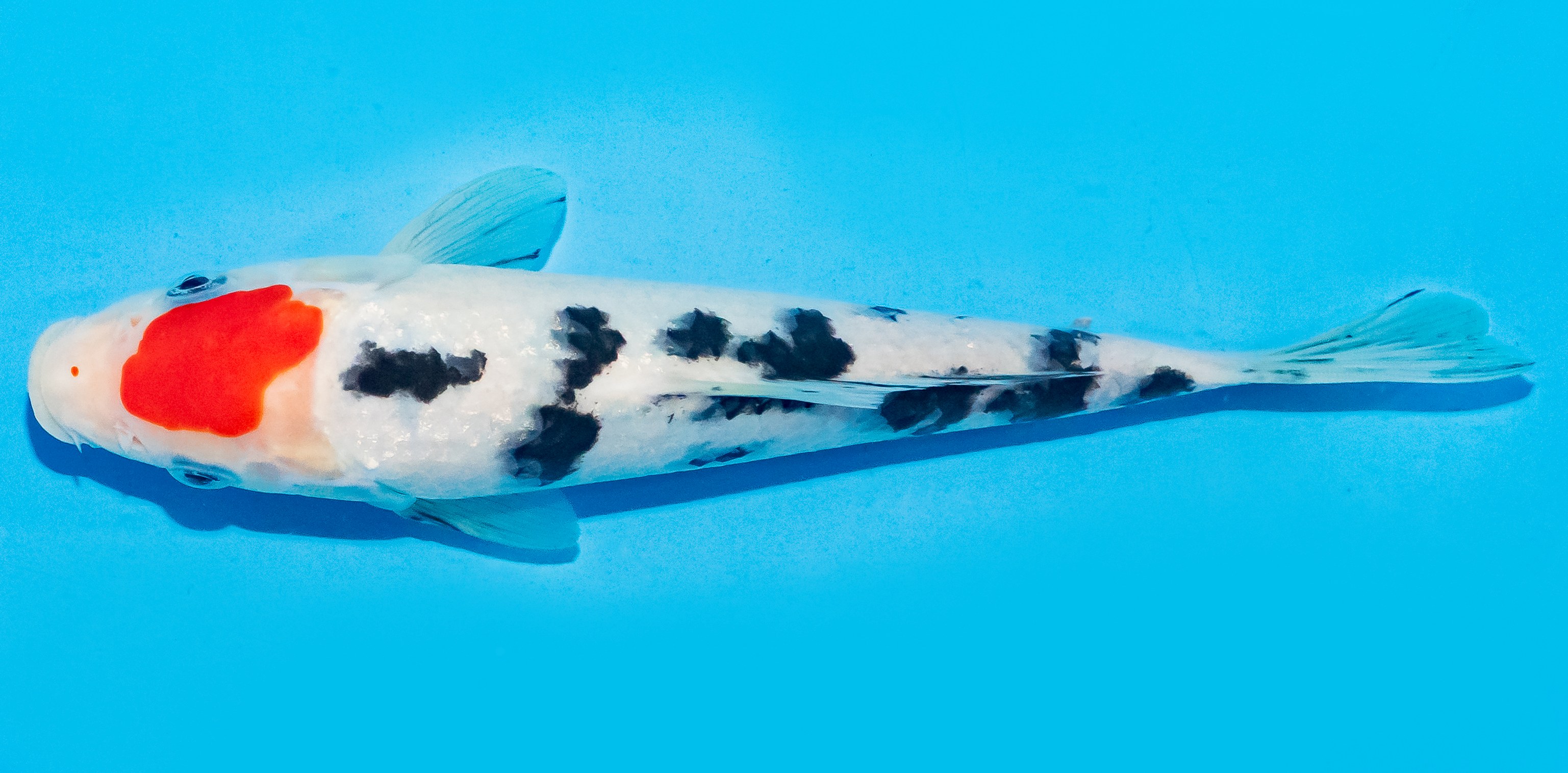 Koi 20-25cm Nr. 8418