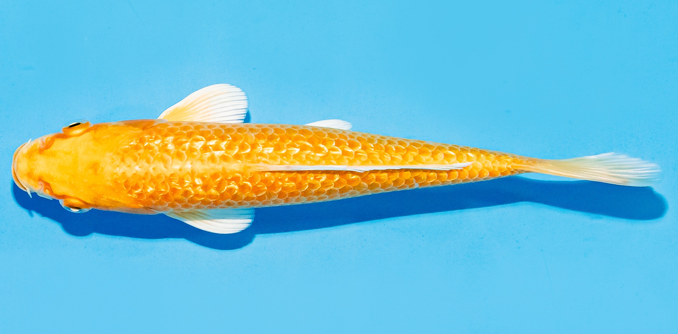 Koi 17-20cm Nr. 7706
