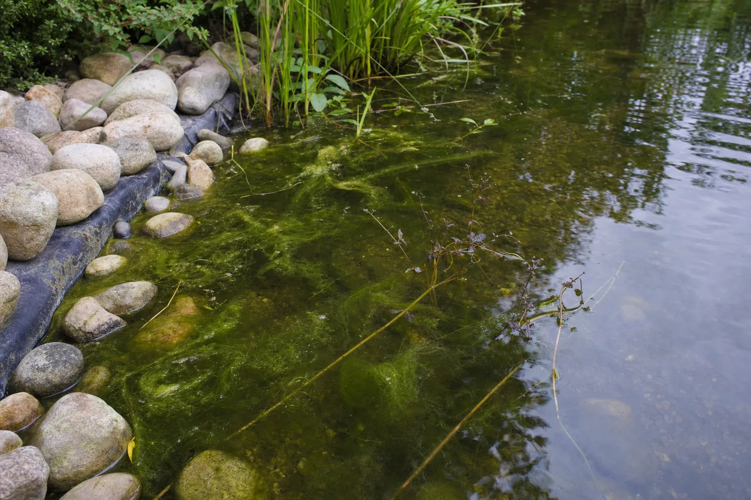 Fadenalgen im flachen Uferbereich eines Gartenteichs (computergeneriertes Symbolbild)