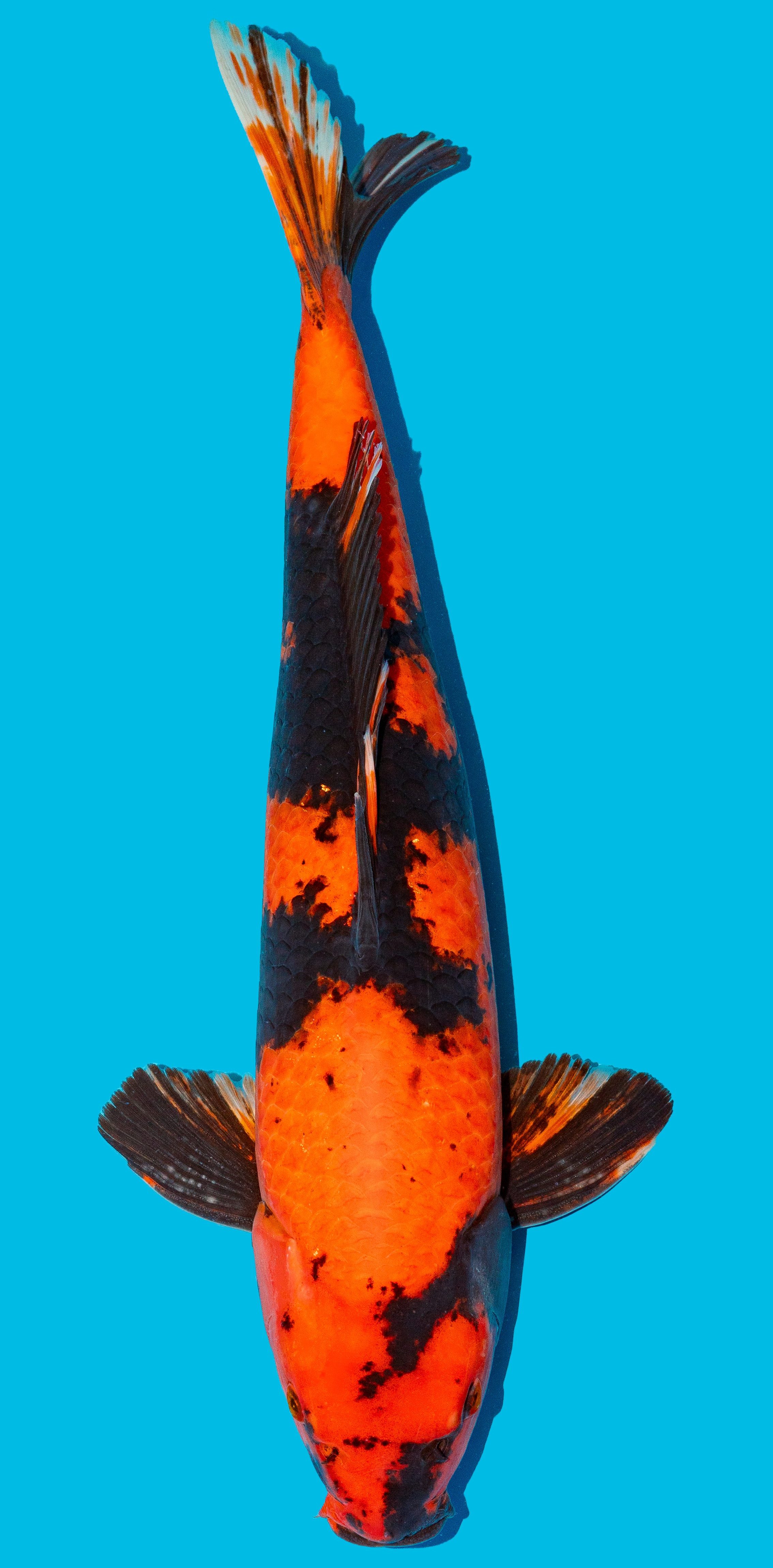 Hi Utsuri 52-56cm Nr. 4825