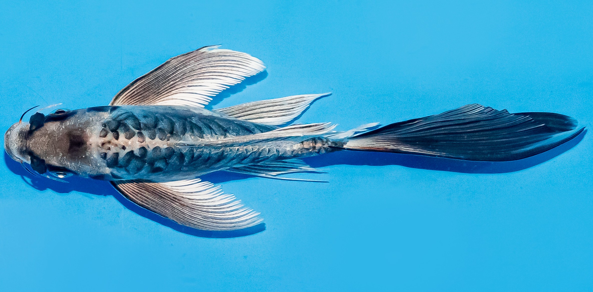 Butterfly Koi 20-25cm Nr. 8564