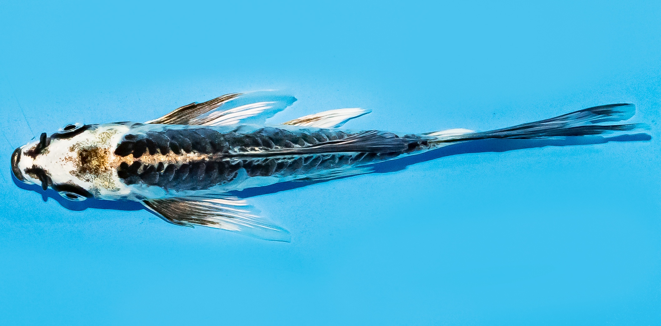 Butterfly Koi 14-17cm Nr. 7441