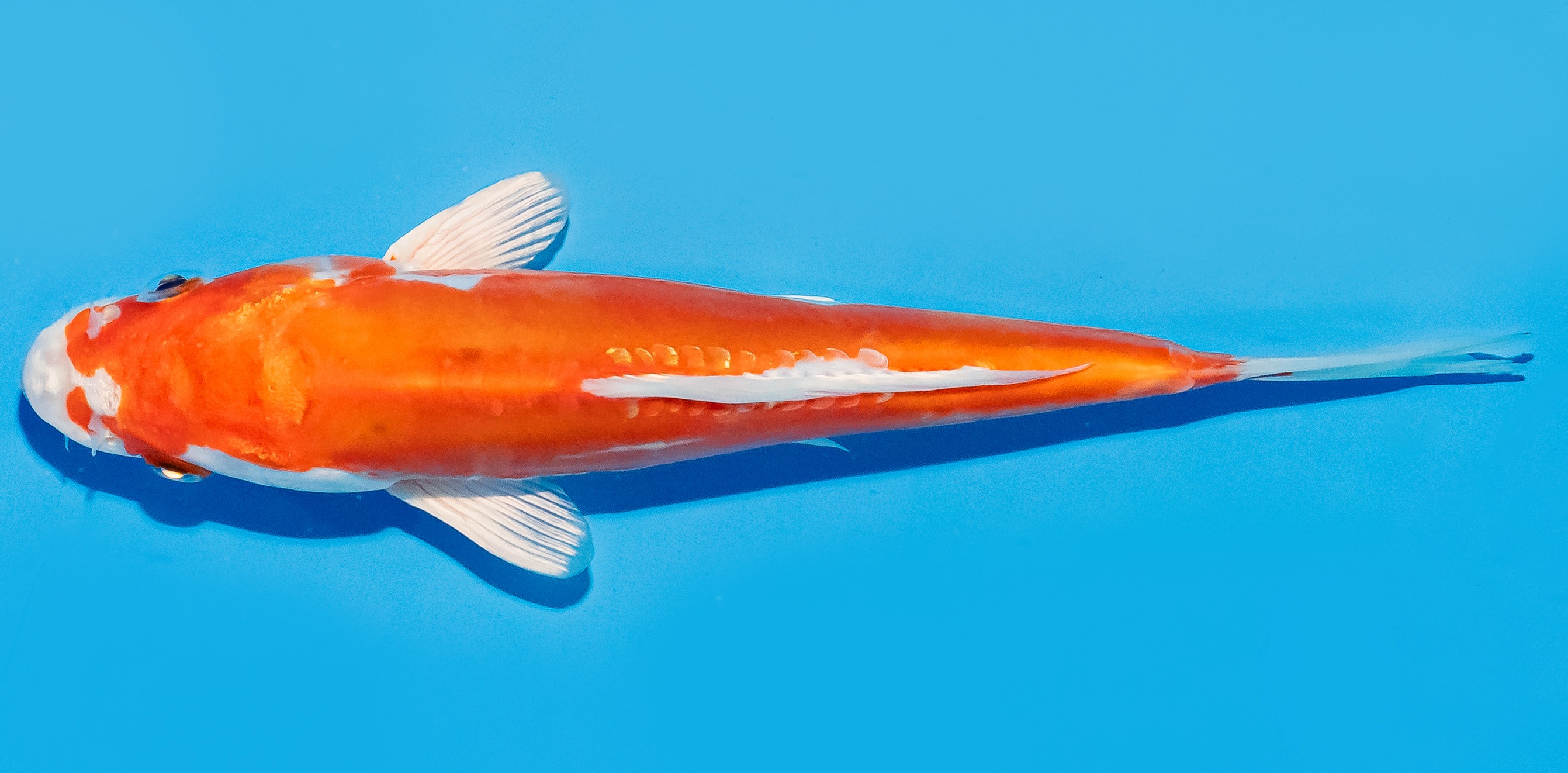 Koi 17-20cm Nr. 8723