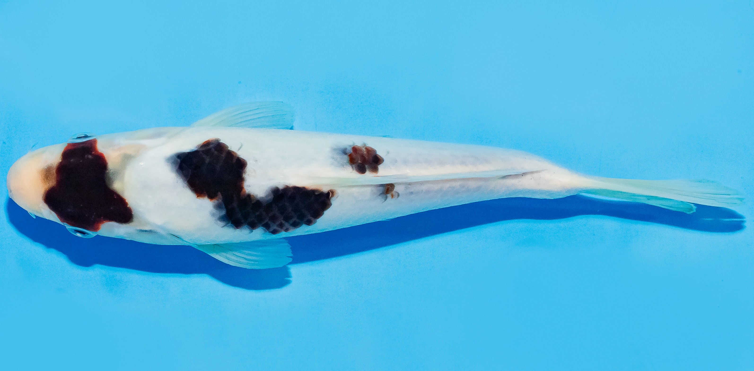 Koi 20-25cm Nr. 7562